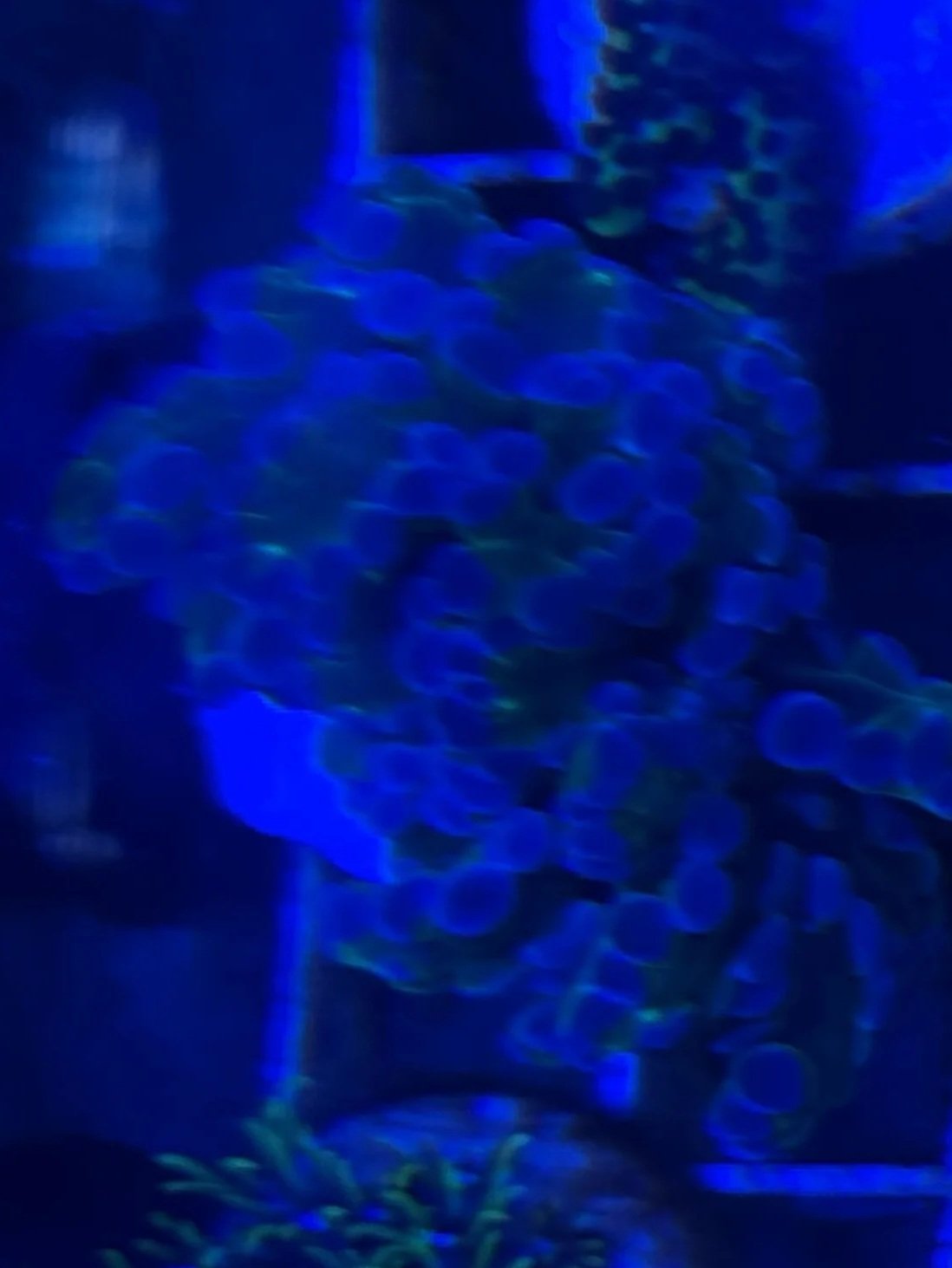 Frog Spawn LPS Coral