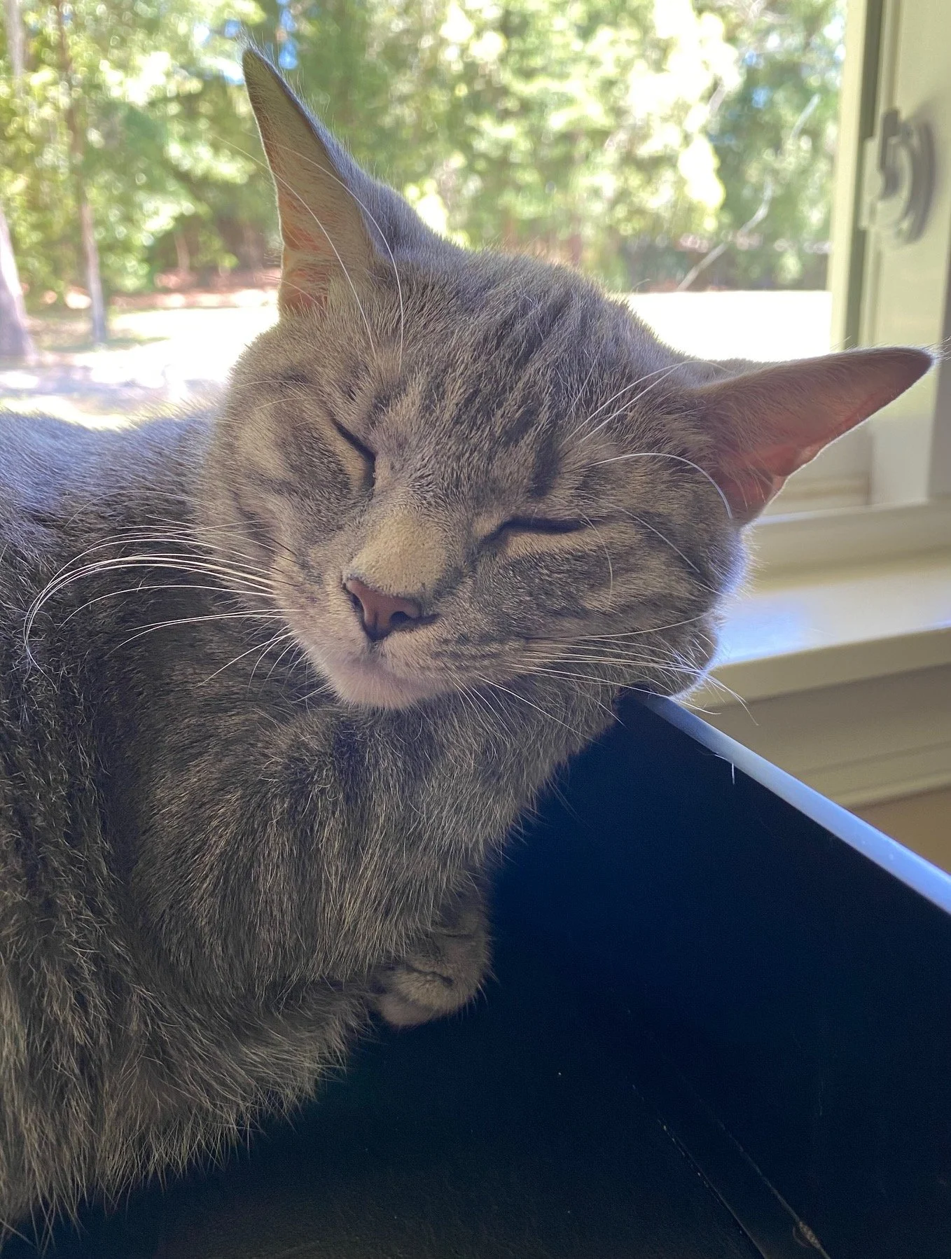 Peaceful tabby cat dozing near a window, head tilted and eyes shut, exuding calm and comfort.