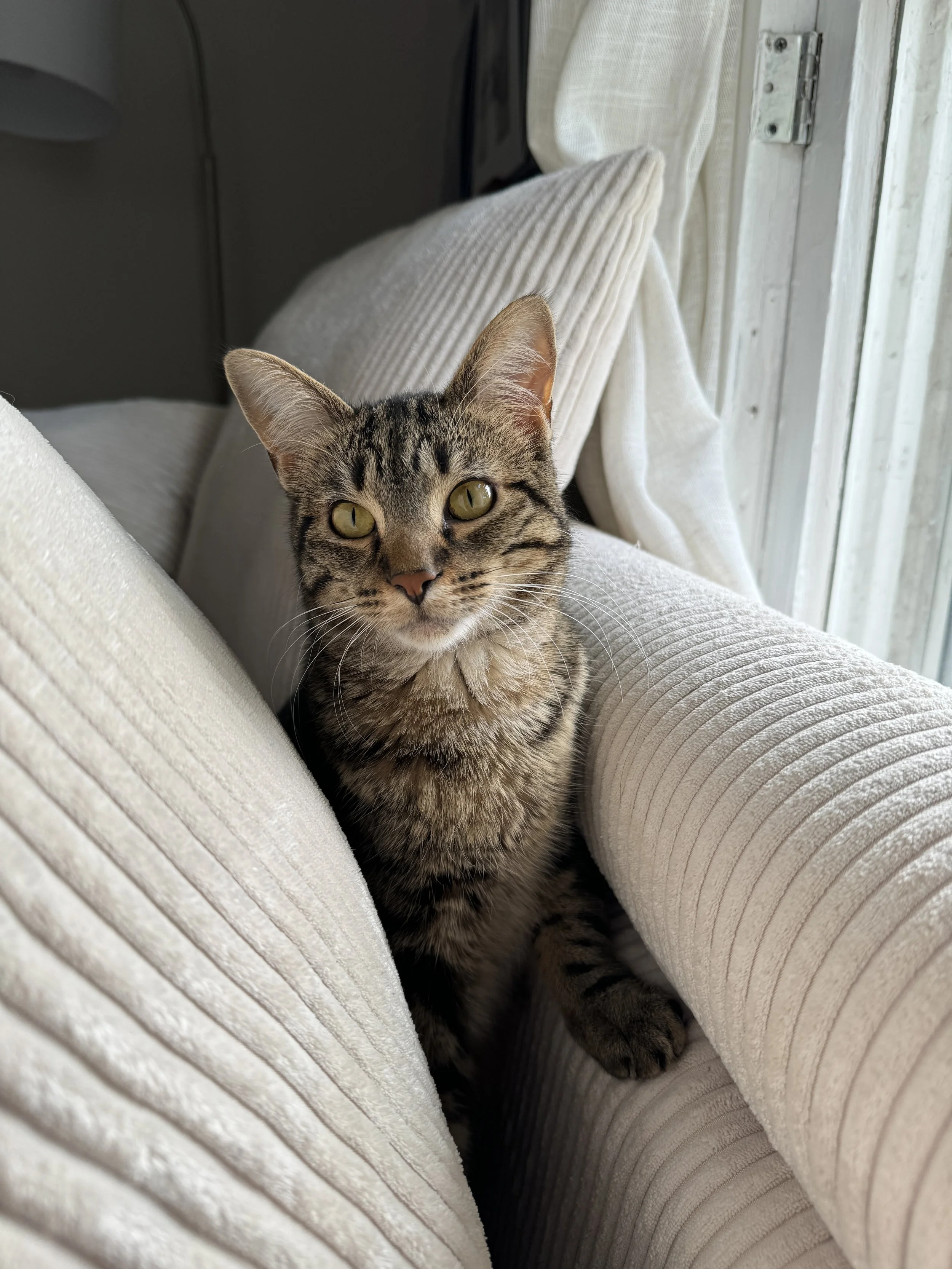 A calm tabby cat looks directly at the camera while resting between textured cream cushions near a sunlit window, representing the warm, home-based care at Lotus Cat Lodge.