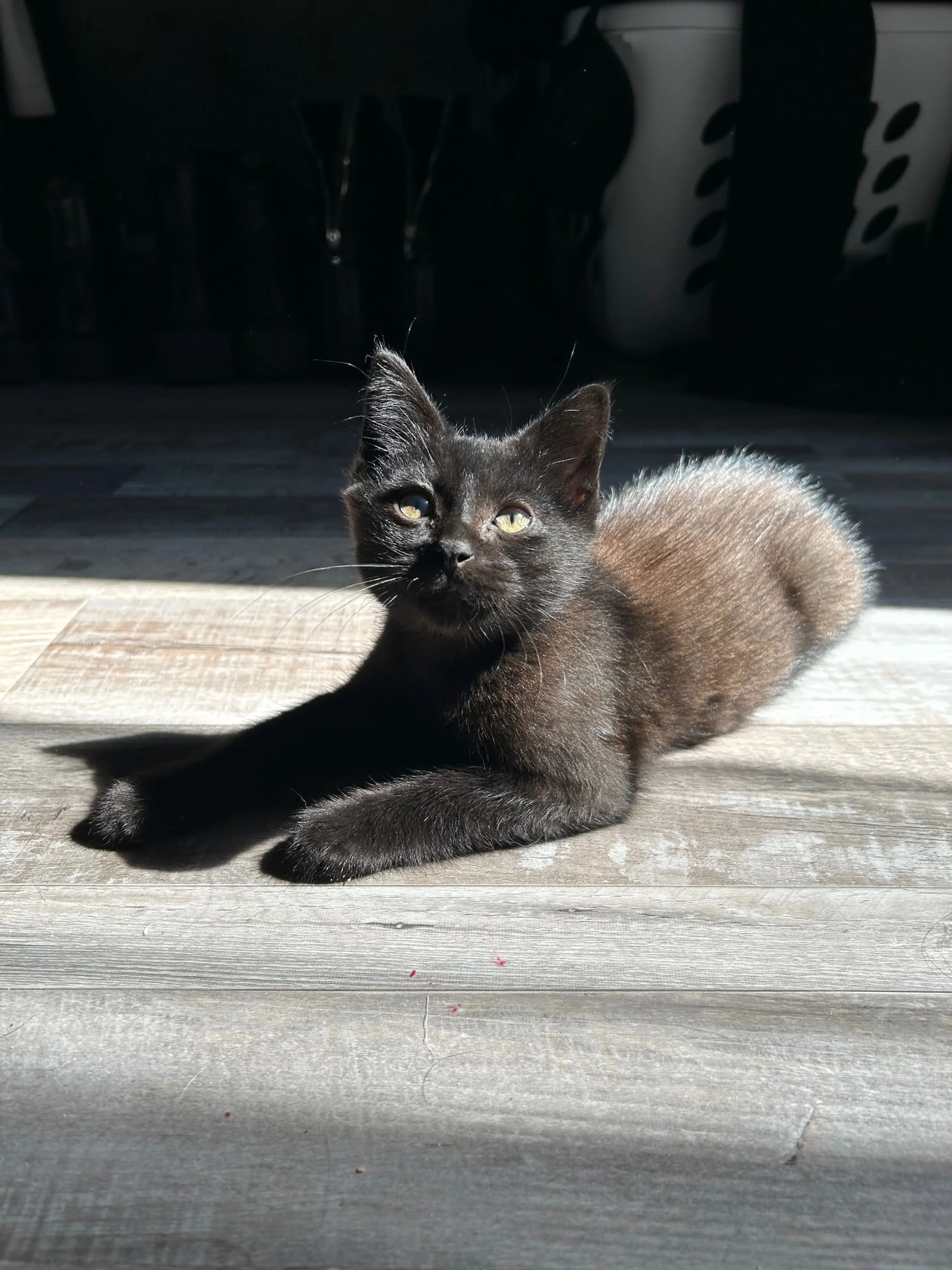 Young black cat stretched out in sunlight, resting comfortably on a hardwood floor.