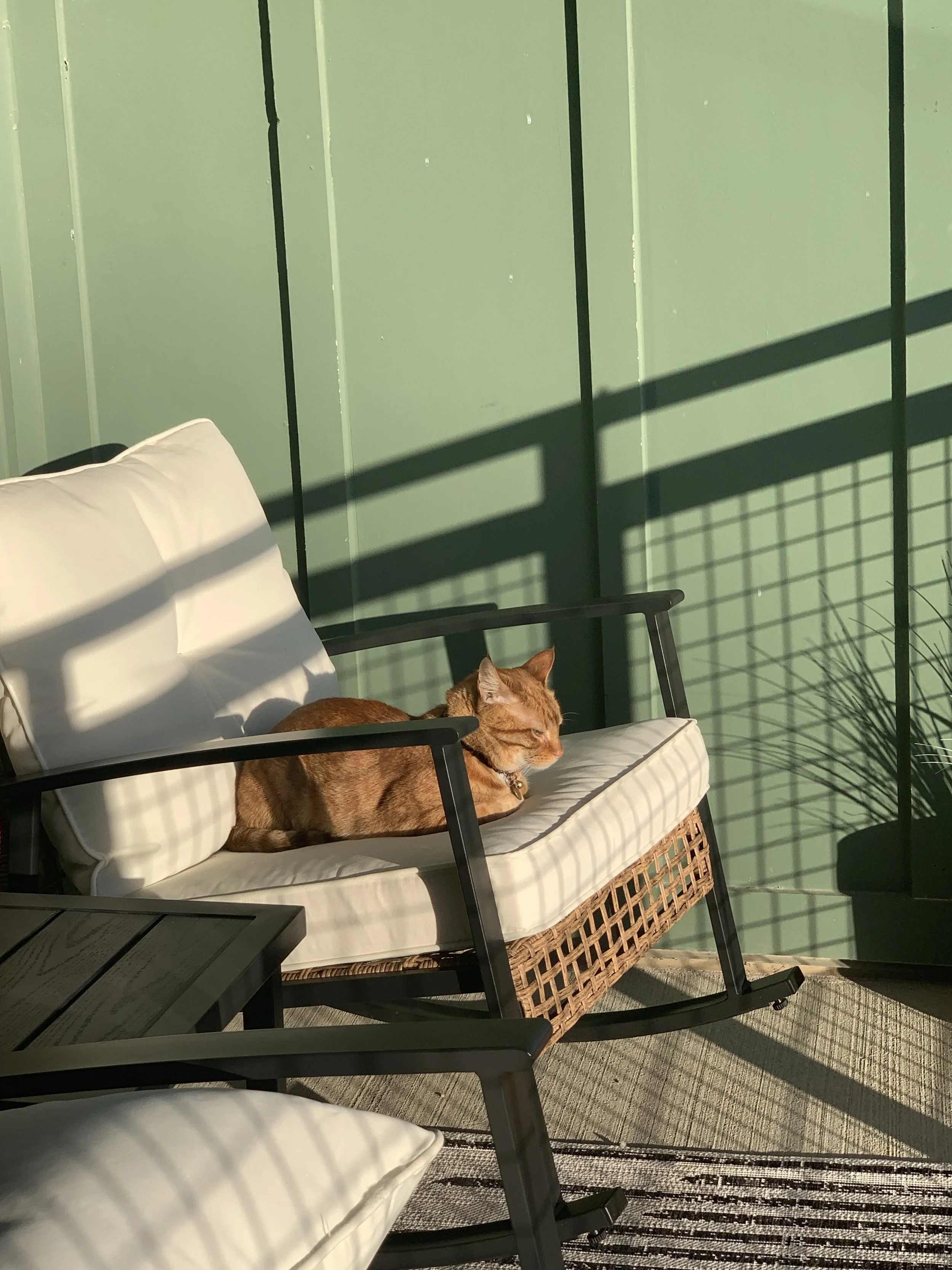 Orange cat lounging on a cushioned outdoor chair in warm evening sunlight, surrounded by a screened patio.