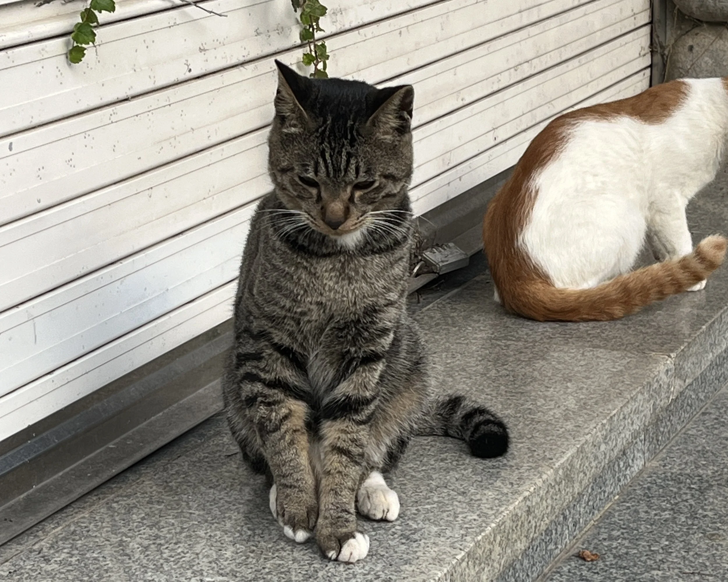 Tabby cat sitting calmly with eyes closed, resting on a stone surface in soft outdoor light.