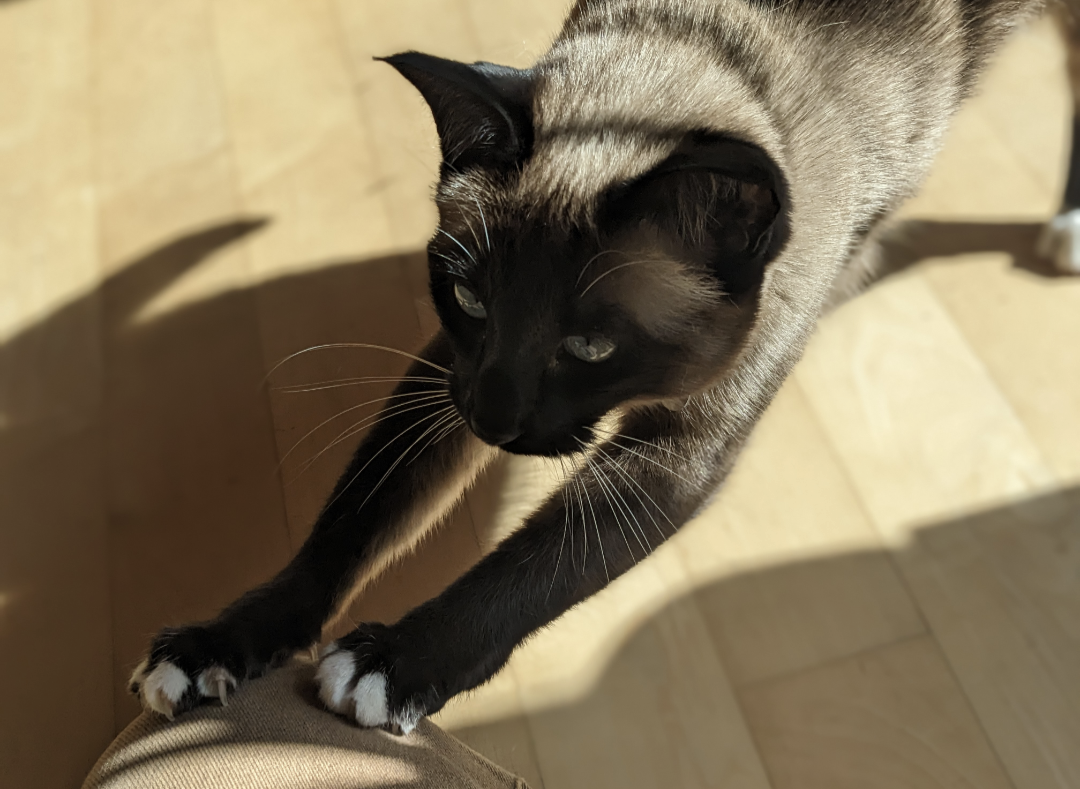 Siamese cat stretching its front paws with claws extended, captured in warm sunlight indoors.