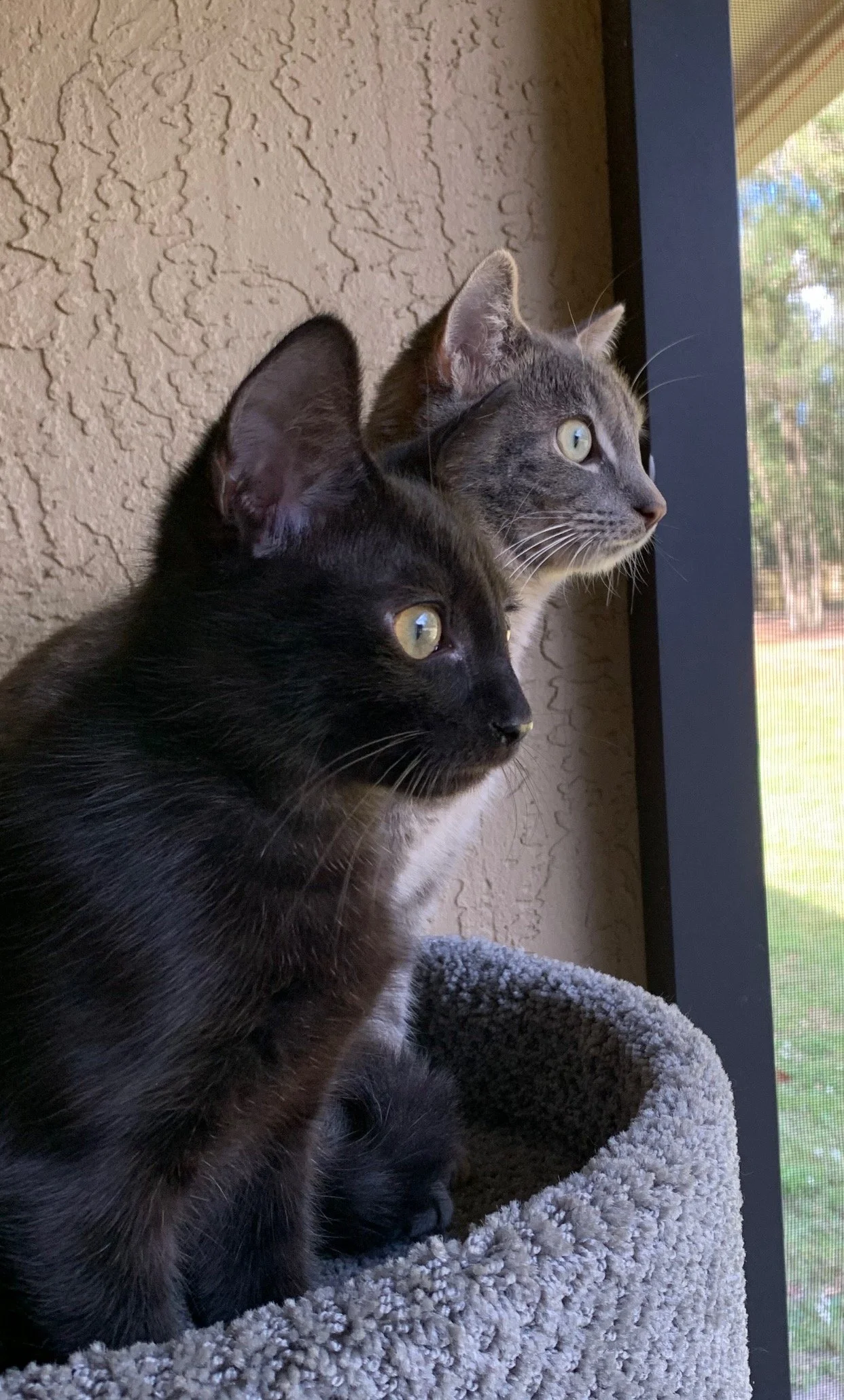 Two cats, one black and one gray, perched side by side near a window, gazing attentively outside.