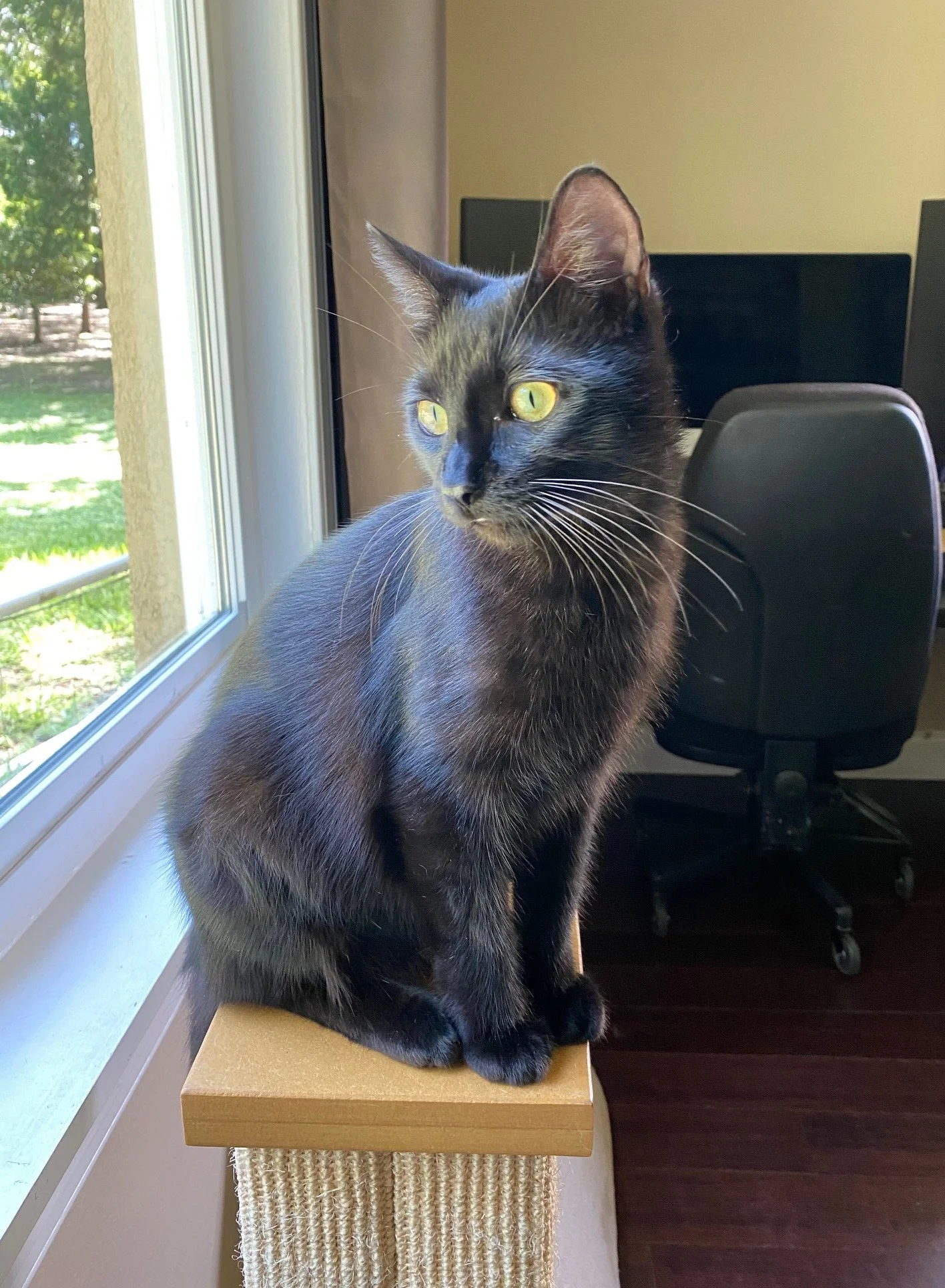Black cat with golden eyes perched on a scratching post near a window, looking outside with curiosity.