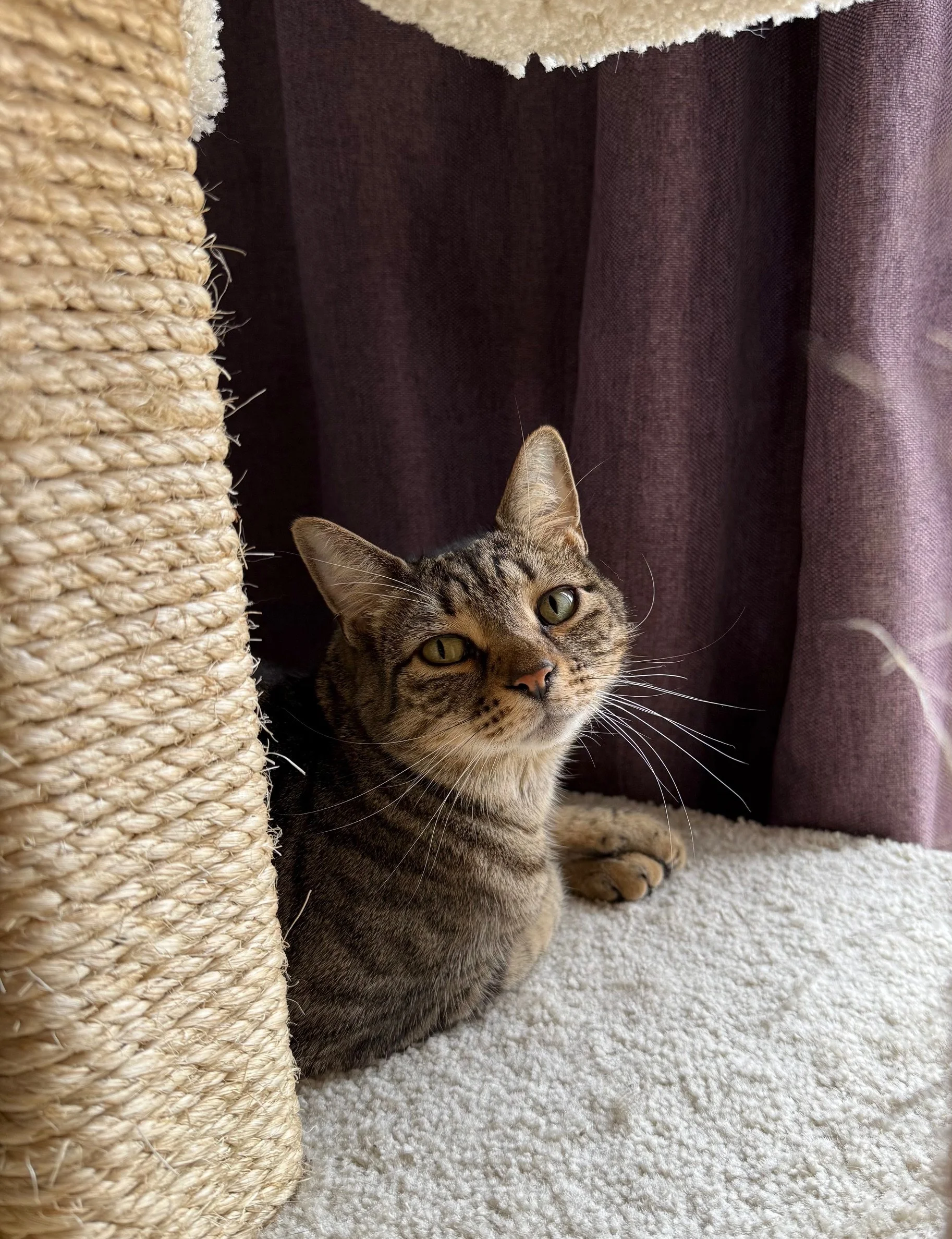 Tabby cat resting beside a scratching post, looking alert and comfortable in a softly lit indoor space.