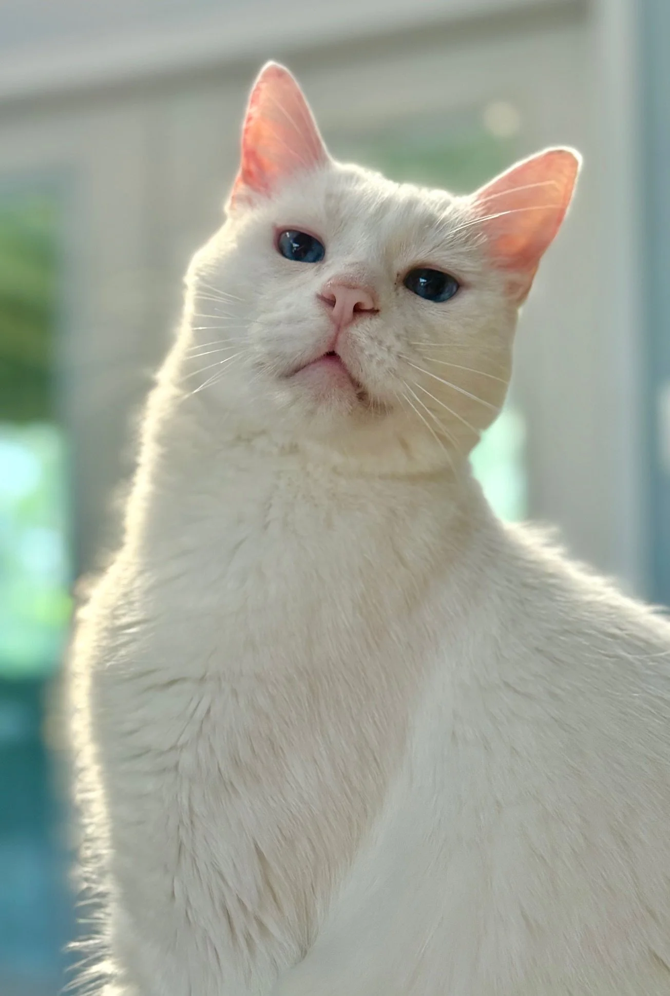 White cat with light-colored eyes gazing upward in bright indoor light, with a soft-focus background.