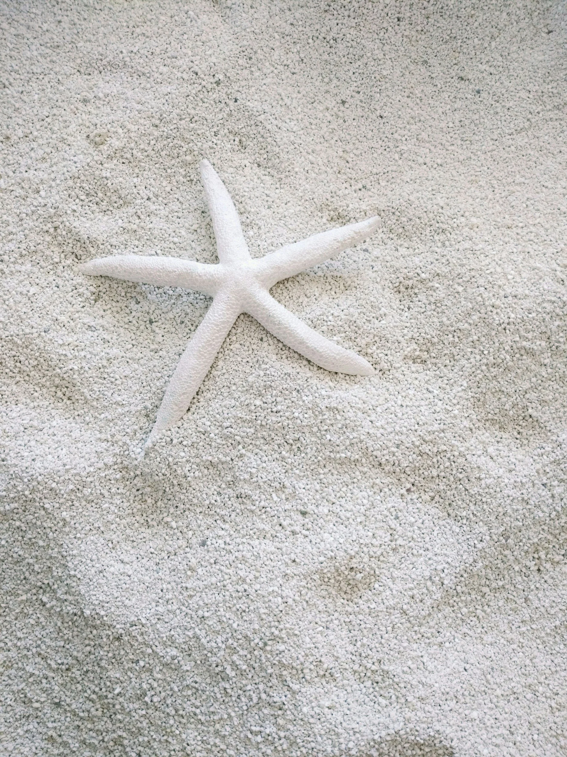 White starfish on light-colored sandy beach.