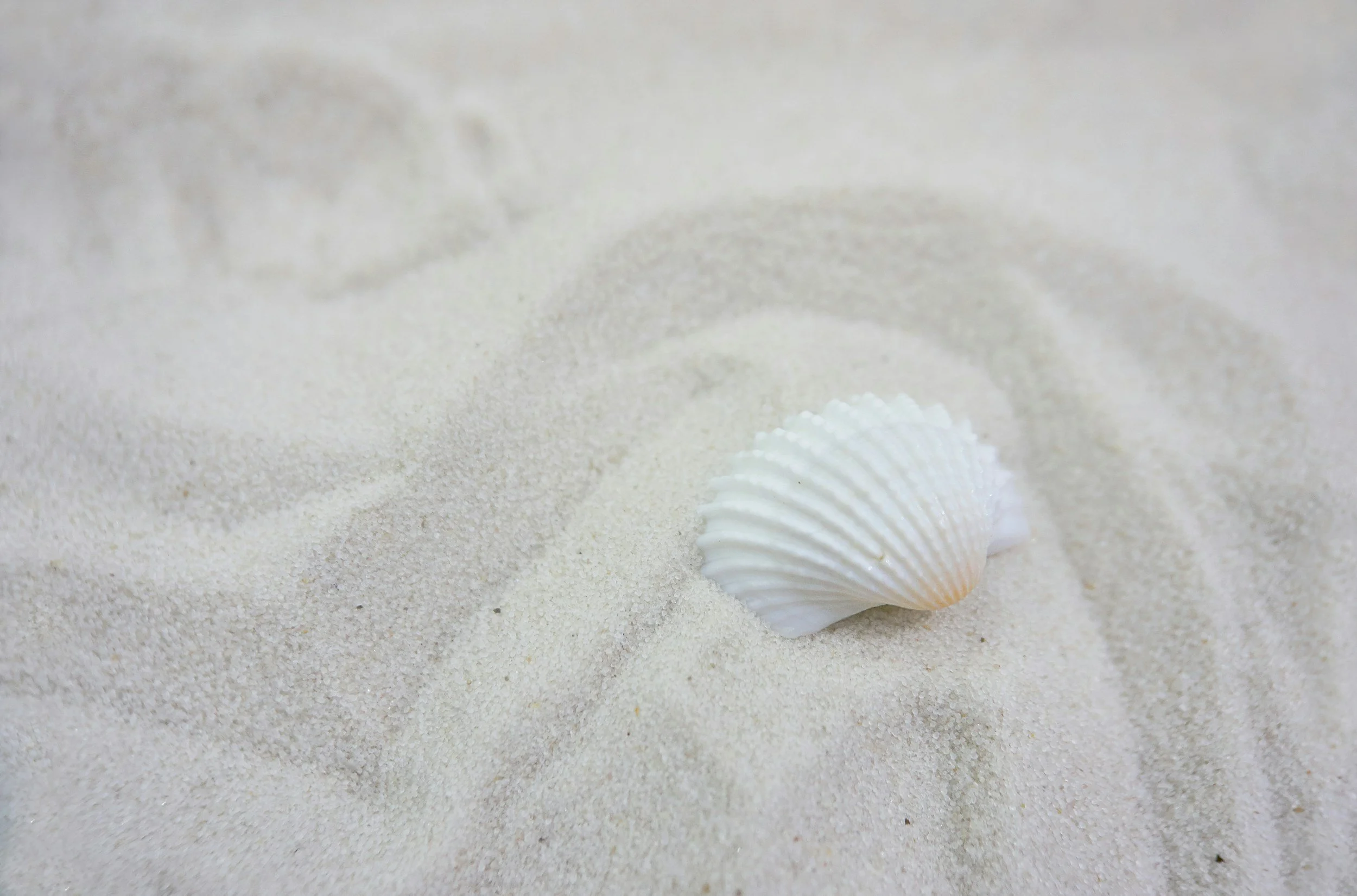 Close-up of a white seashell partially buried in white sand.