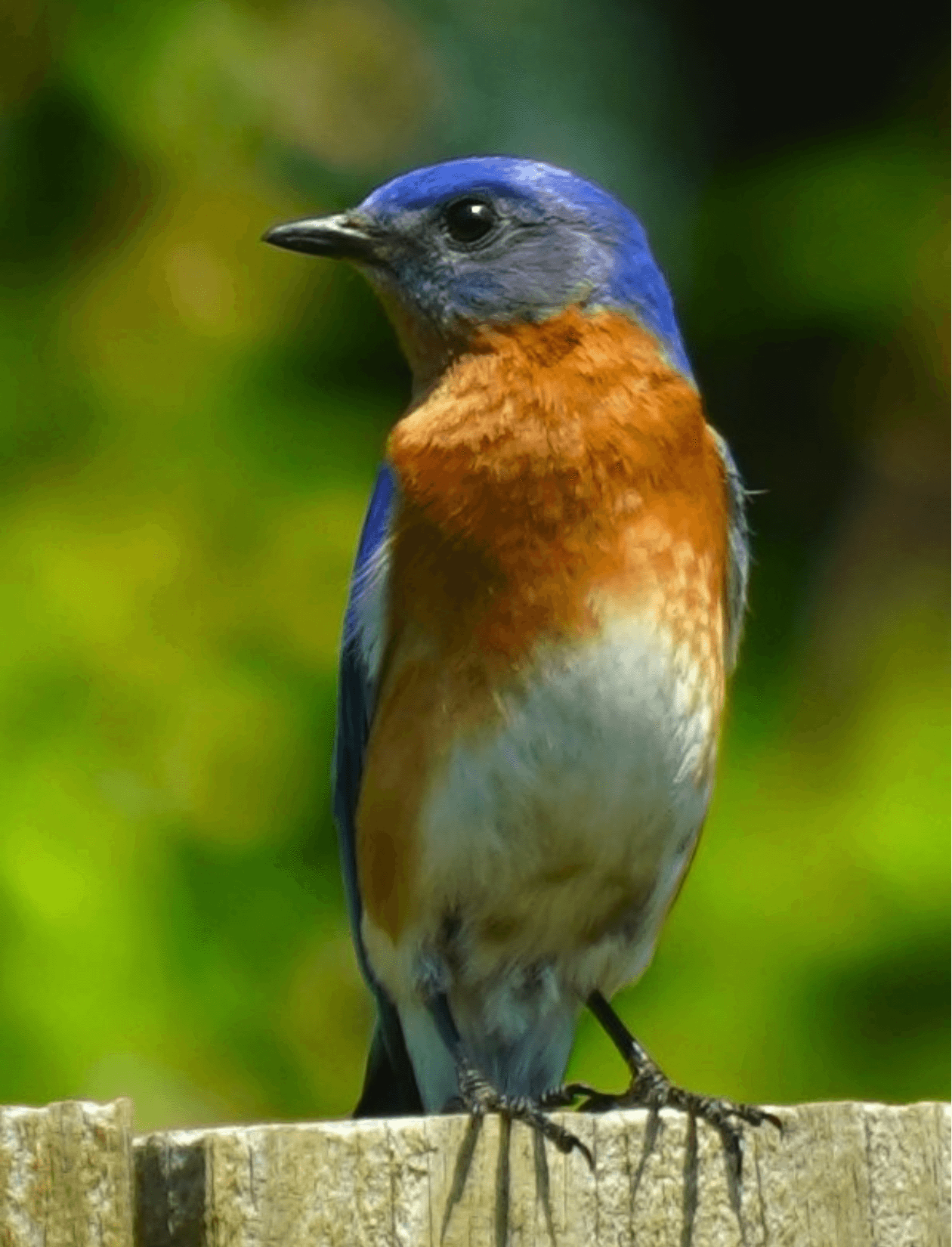 Eastern Bluebird front.png