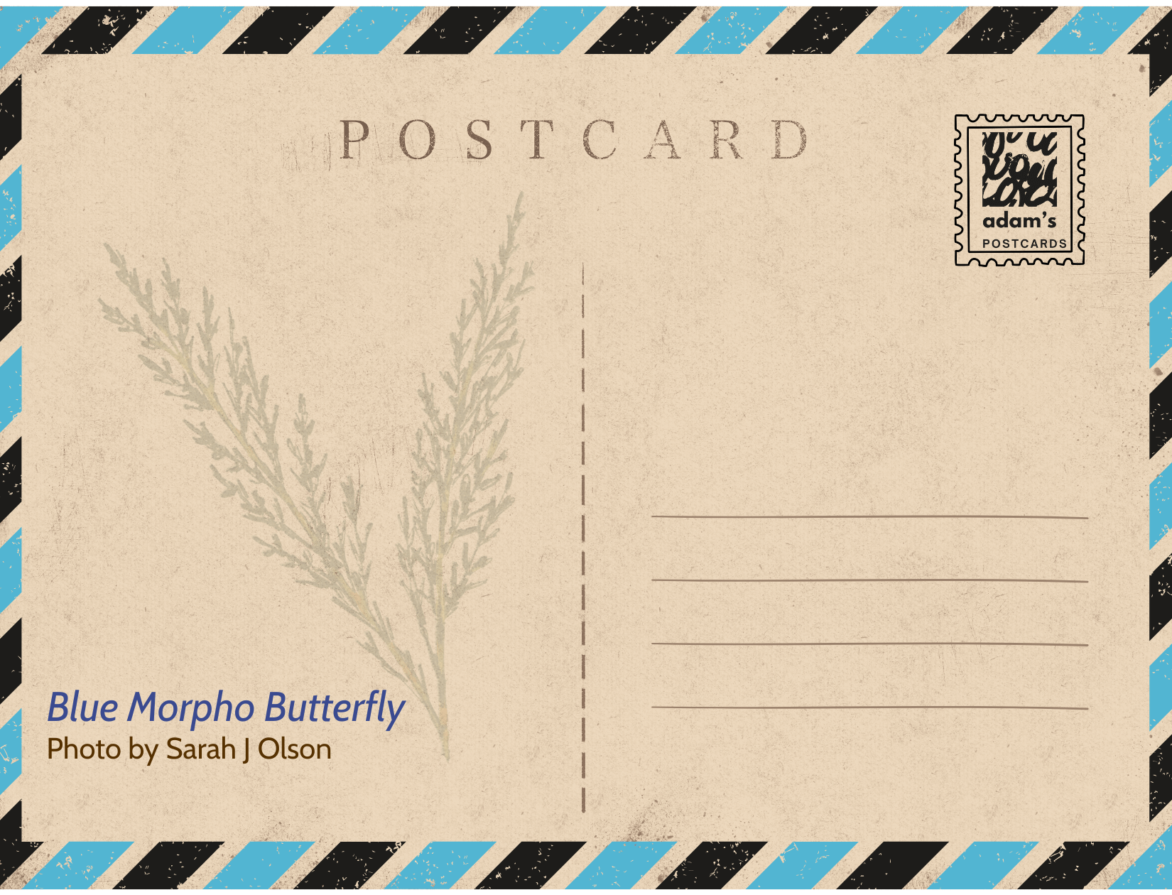 Blue Morpho reverse.png