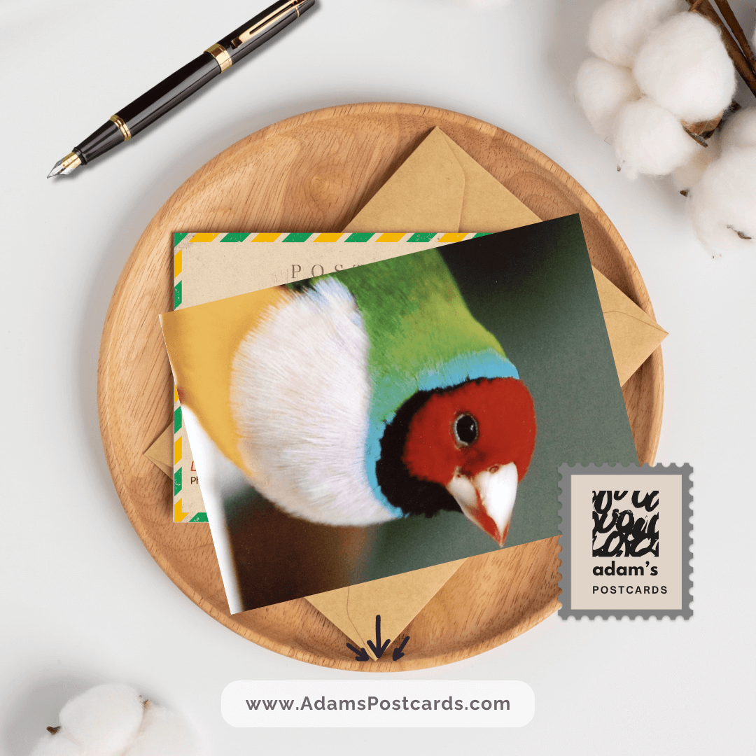 Lady Gouldian Finch Postcard
