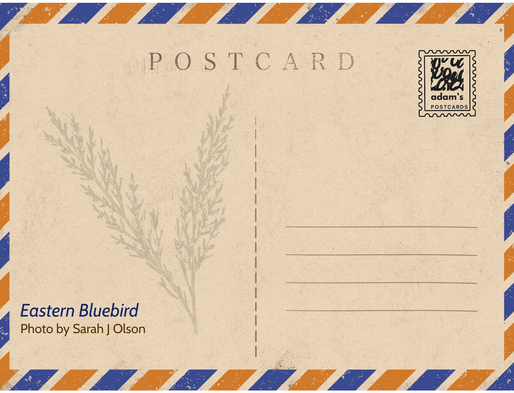 Eastern Bluebird reverse.png