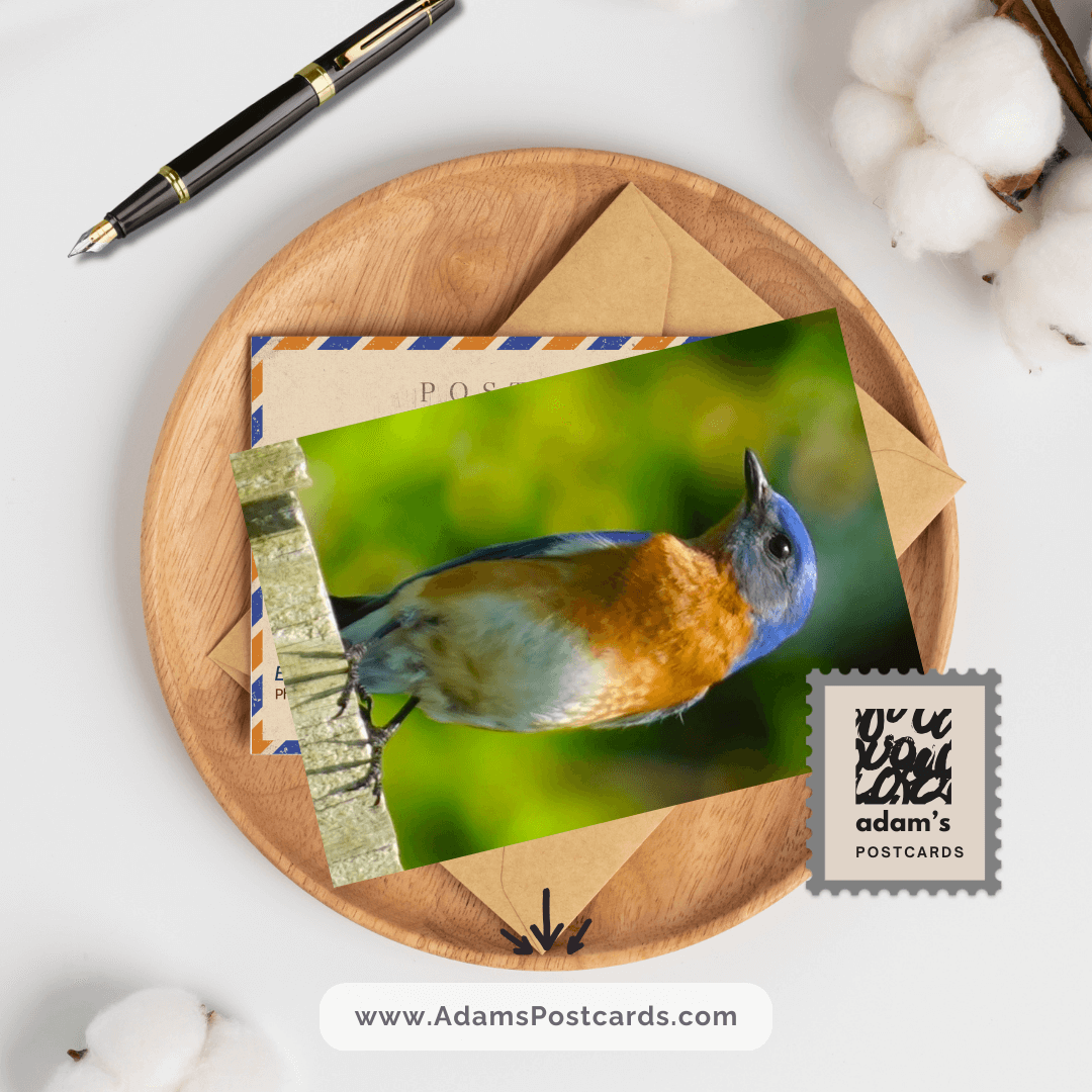 Eastern Bluebird Postcard
