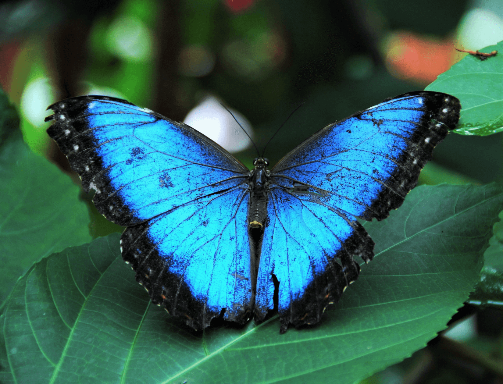 Blue Morpho front.png