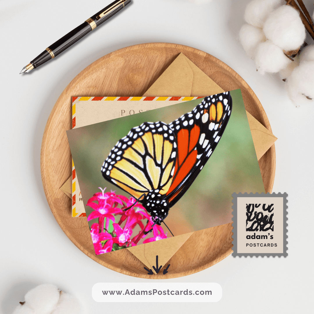 Monarch Butterfly Postcard