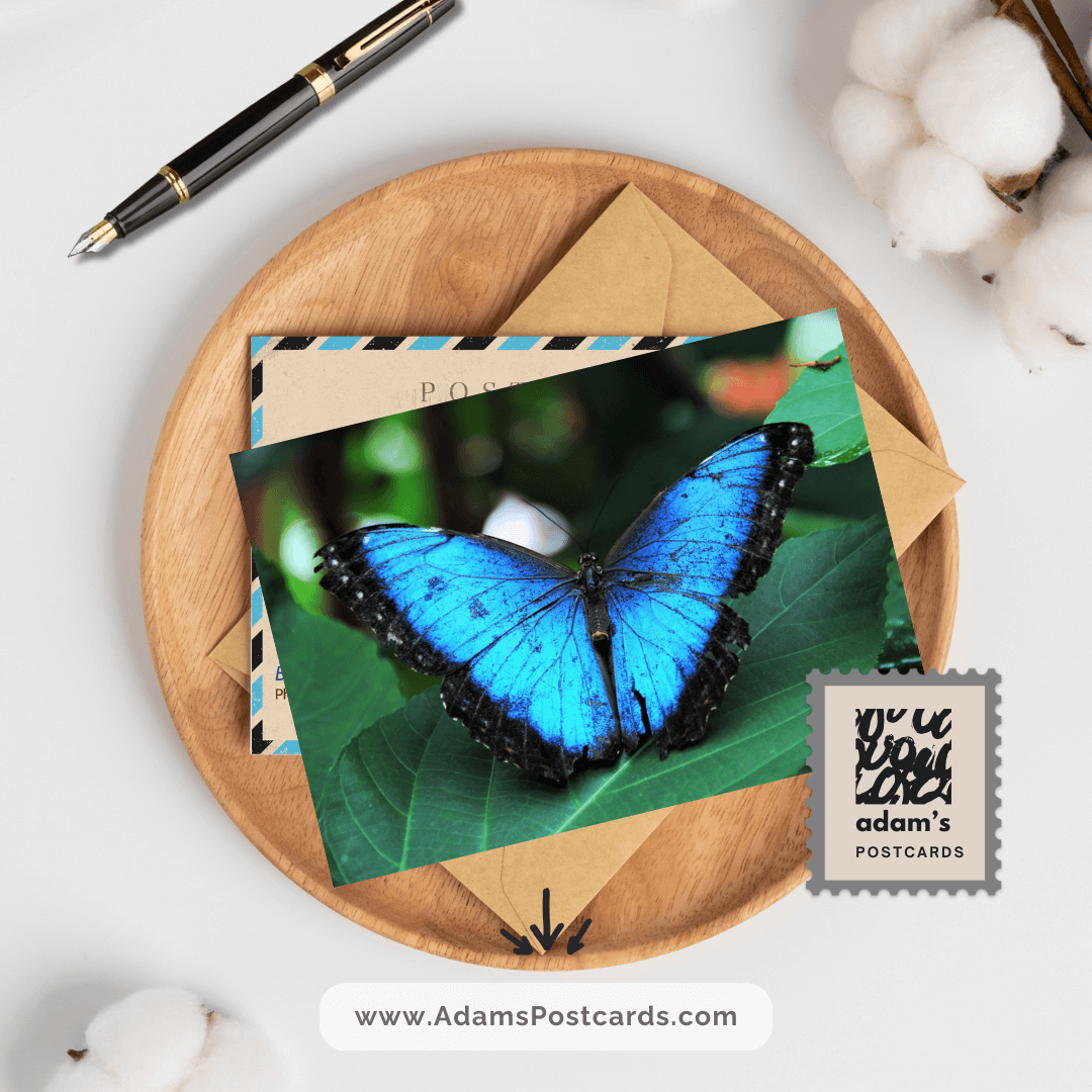 Blue Morpho Butterfly Postcard