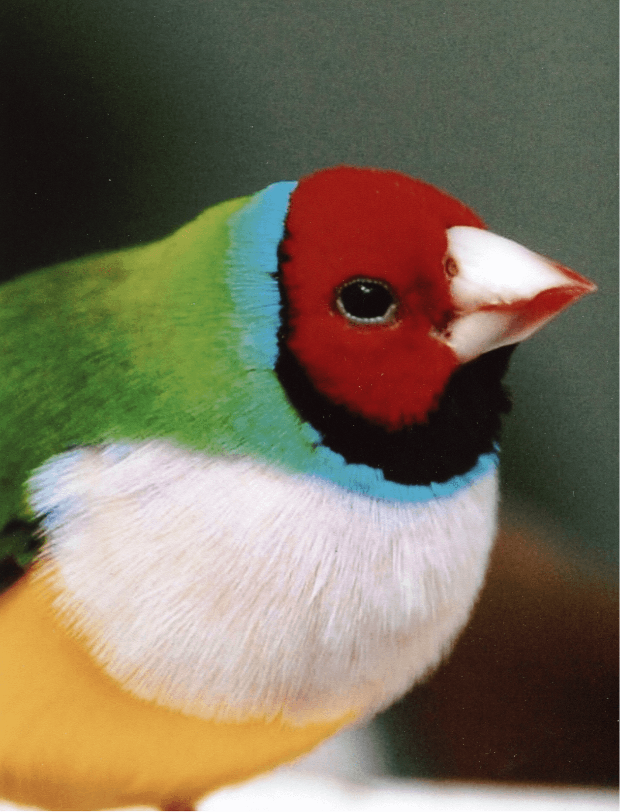 Lady Gouldian Finch Front.png