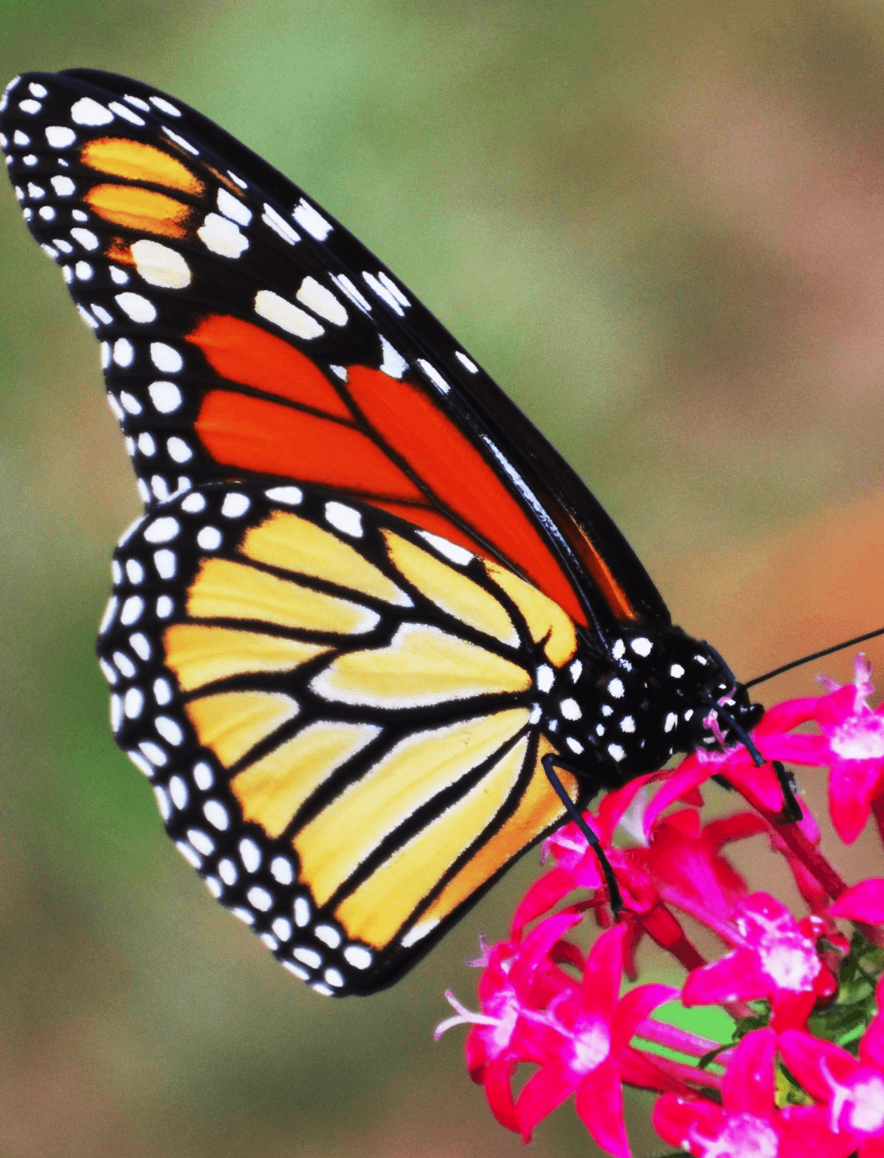 Monarch Butterfly Front.png