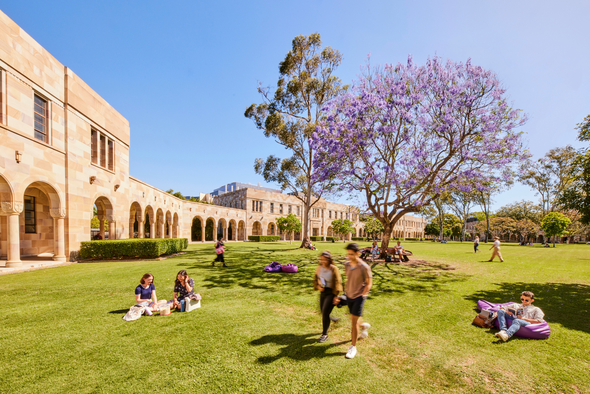 People sitting and walking in at The University of Queensland with a large purple flowering tree, in front of a stone building with arched windows and columns, during sunny weather.