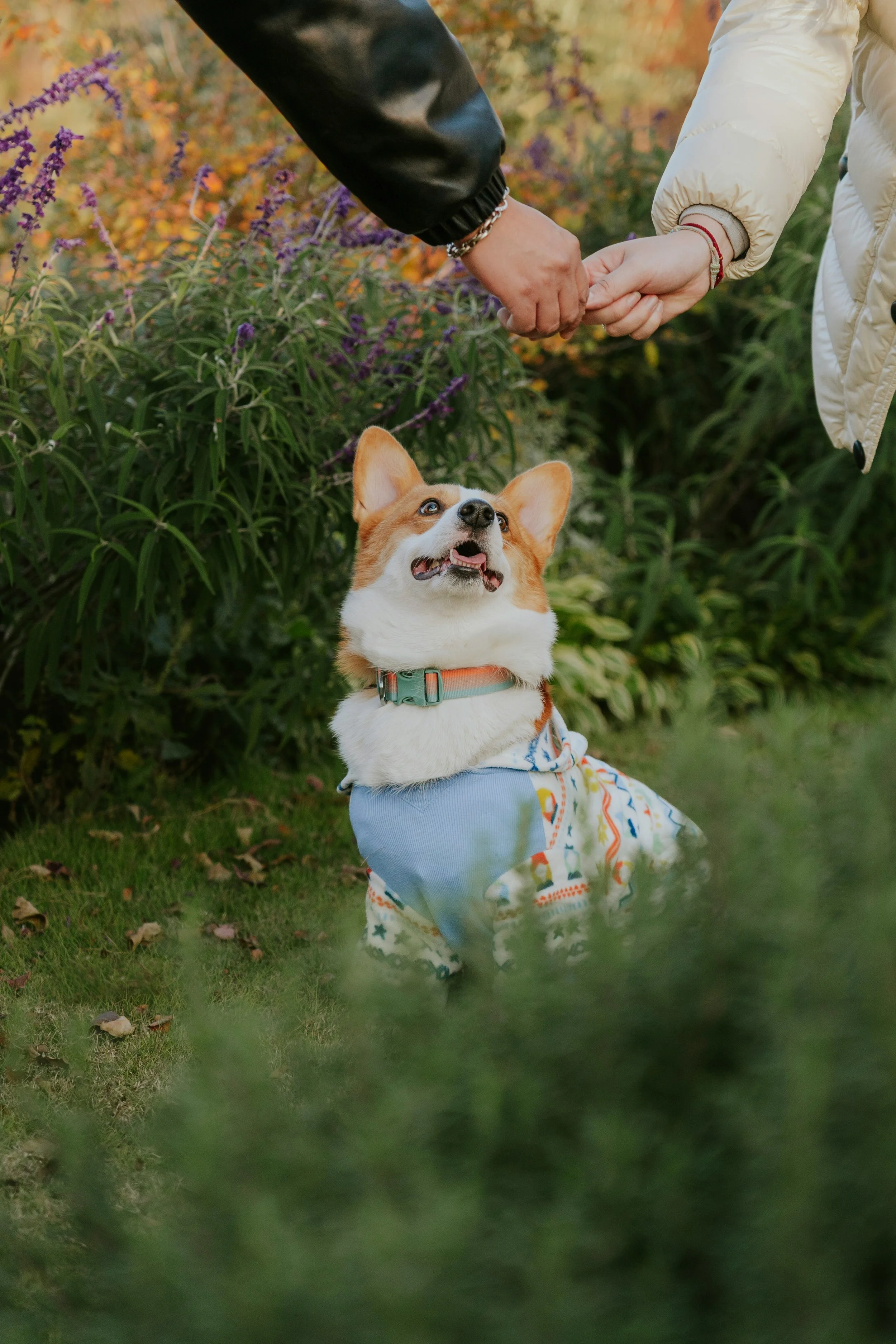 A dog wearing a colorful sweater sitting on grass, looking up at two people holding hands.