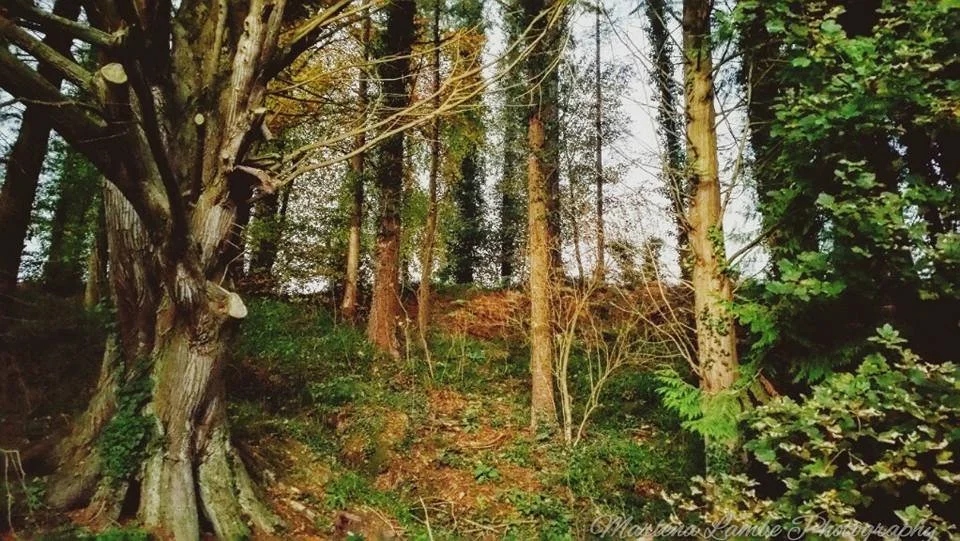 A Photograph taken by Marlena Lambe showcasing a wooded forest scene with tall trees, some with twisting or smooth bark, and green foliage. The ground is covered with grass and small shrubs. This was Clare glens forest.