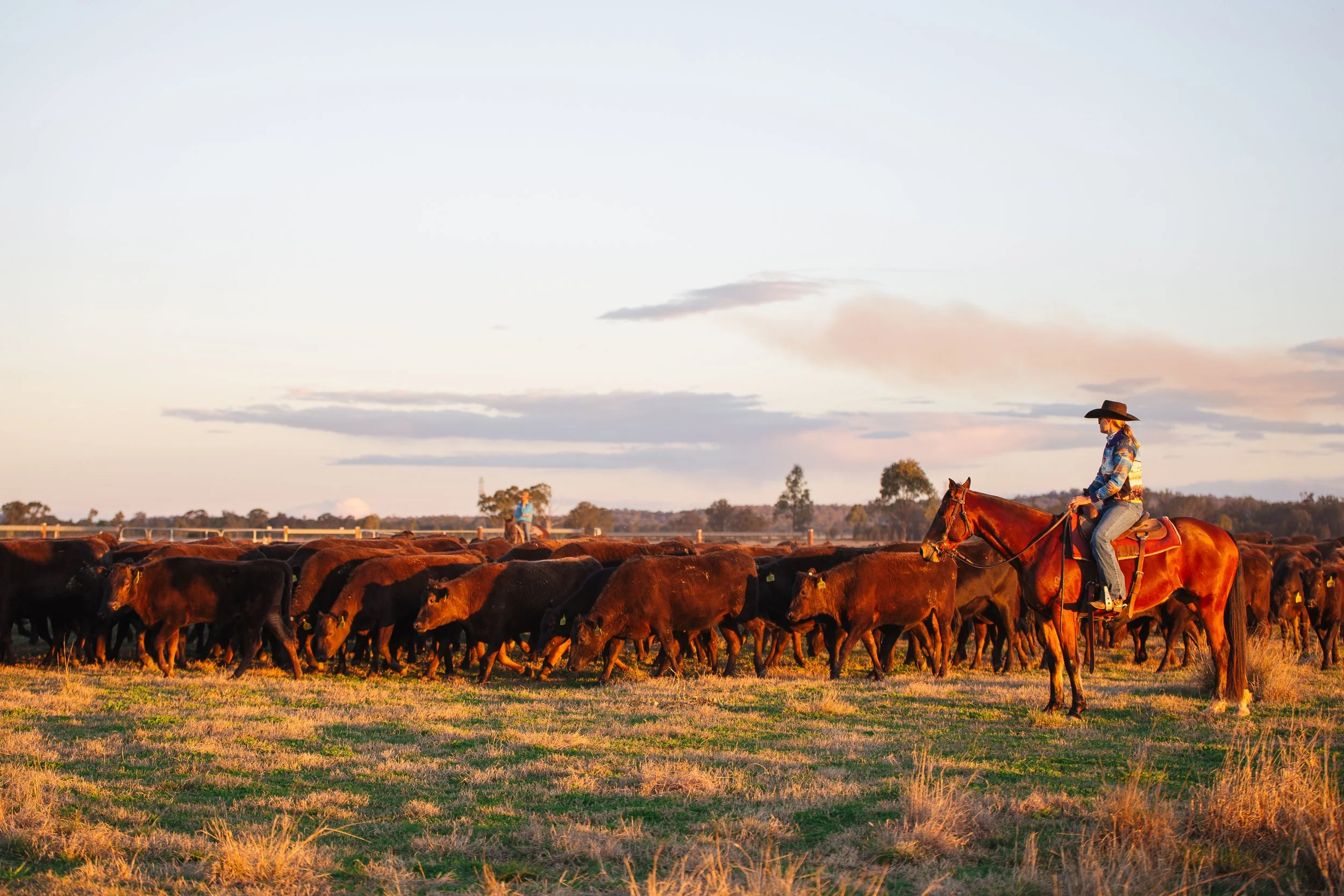 A person riding a horse in a ranch, herding cattle during sunset with a clear sky and distant trees.