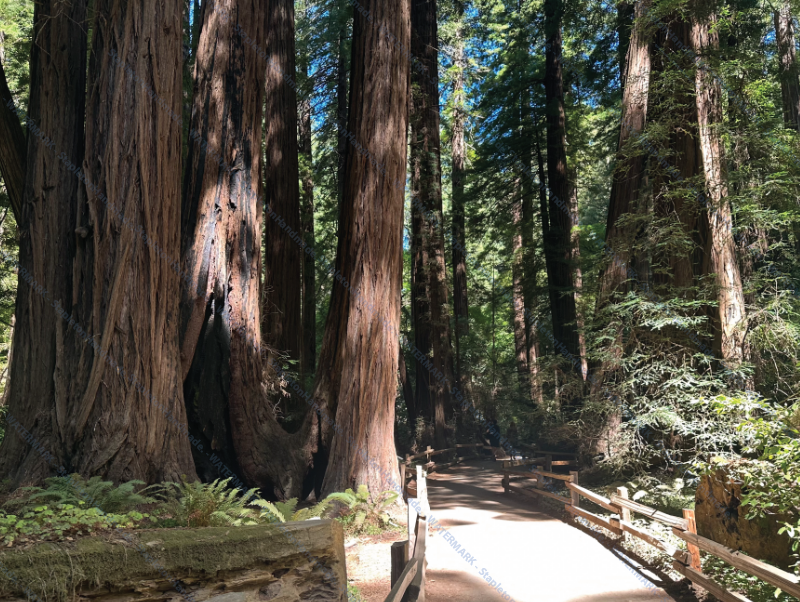 Redwood Trees, Marin County, CA