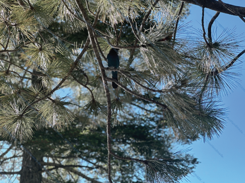 Steller's Jay, Tahoe National Forest, CA