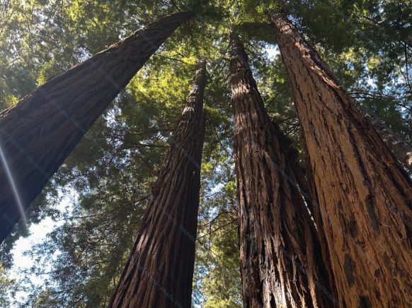 Redwood Trees, Marin County, CA