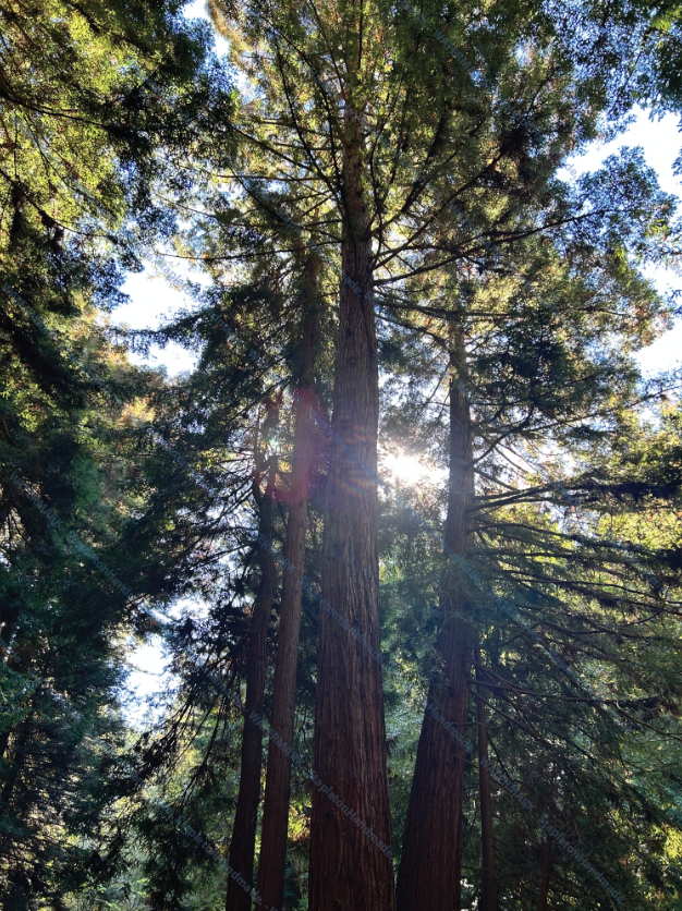 Redwood Trees, Fort Bragg, CA