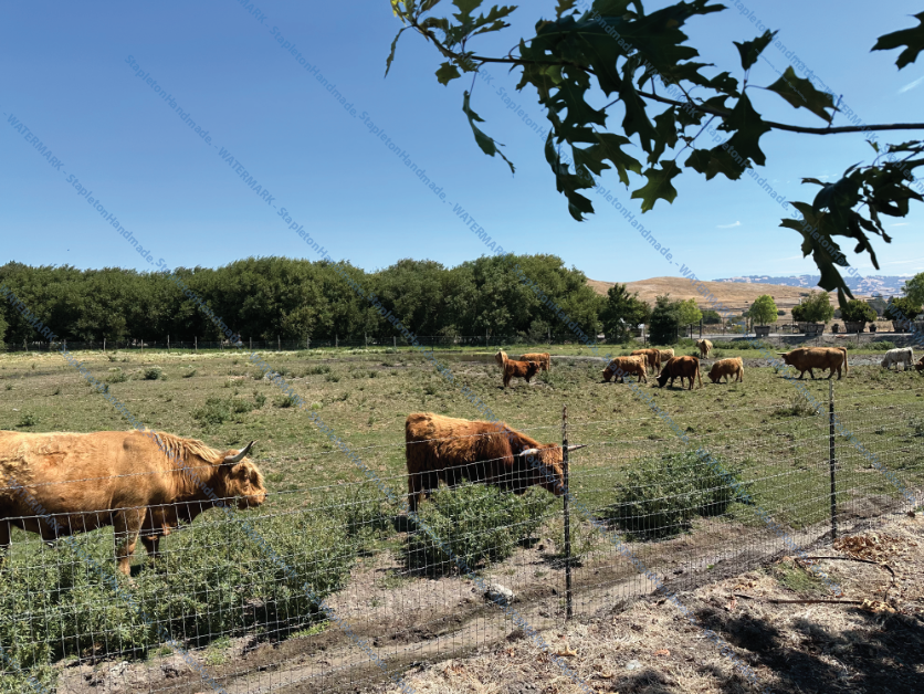 Highland Cows, Petaluma, CA