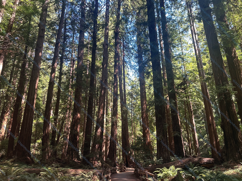 Redwood Trees, Marin County, CA