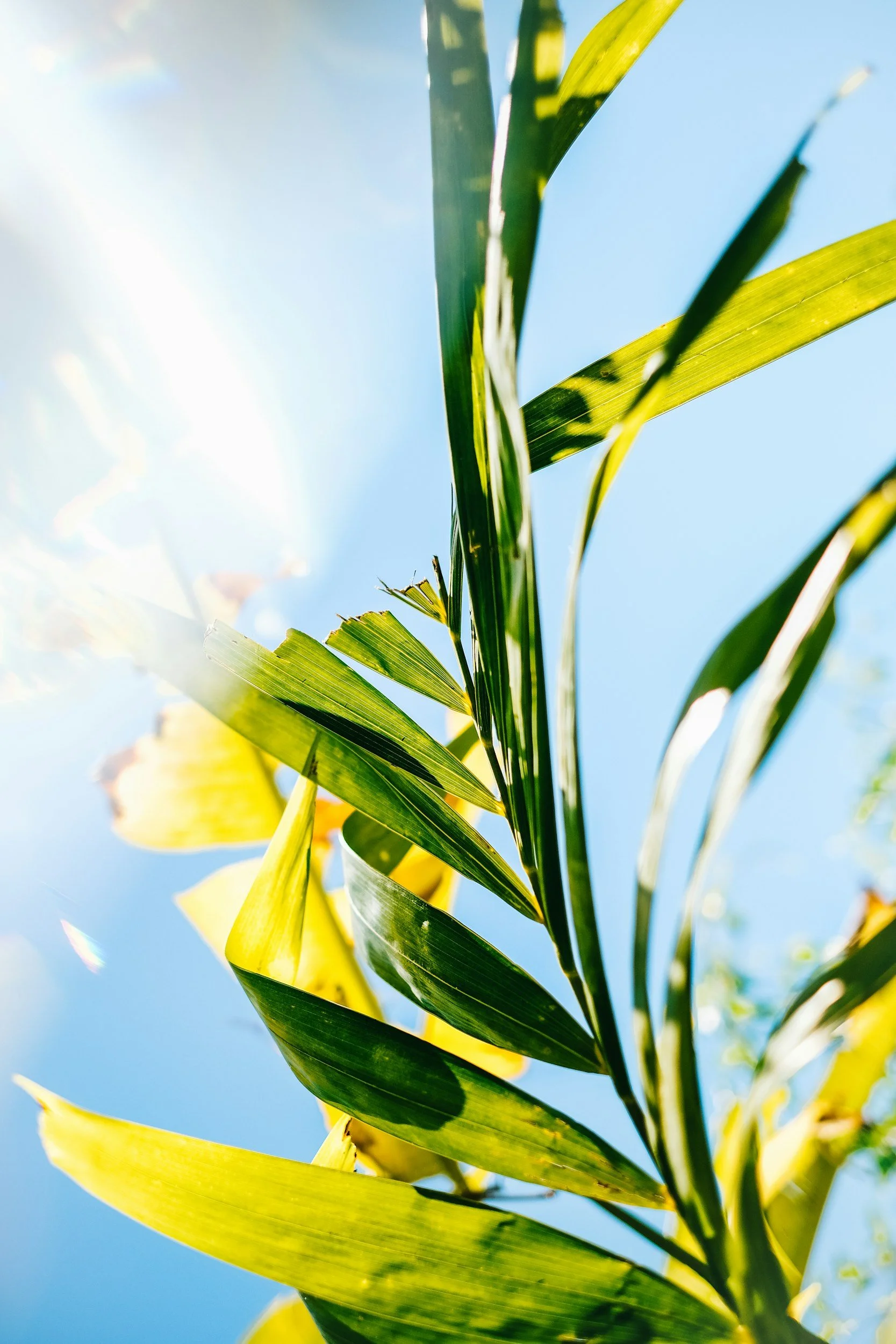 Close-up of green corn leaves against a bright blue sky with sunlight.