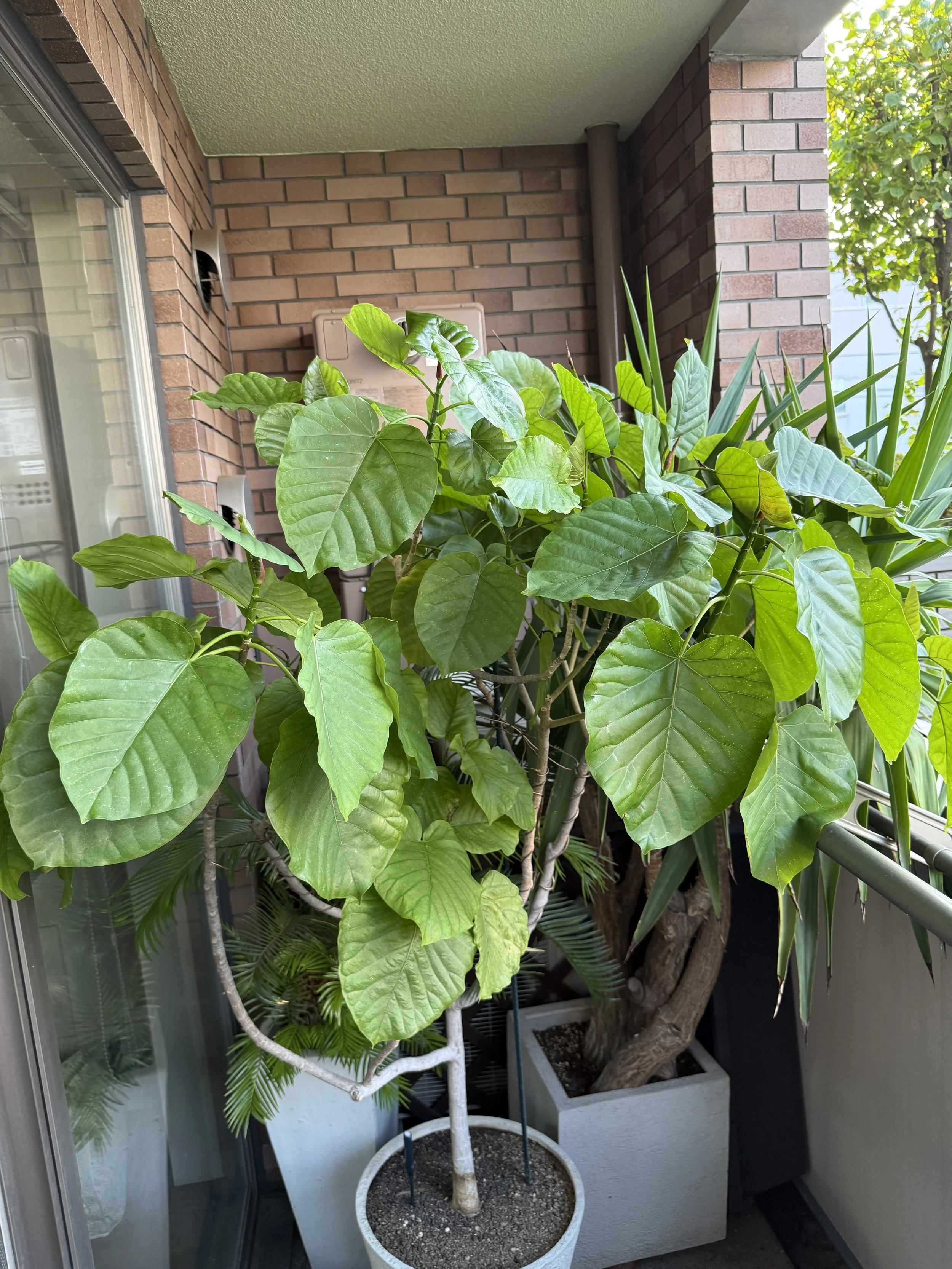 ０；育てて20年＋の経験　　著者のウンベラータ　　　　自己紹介 