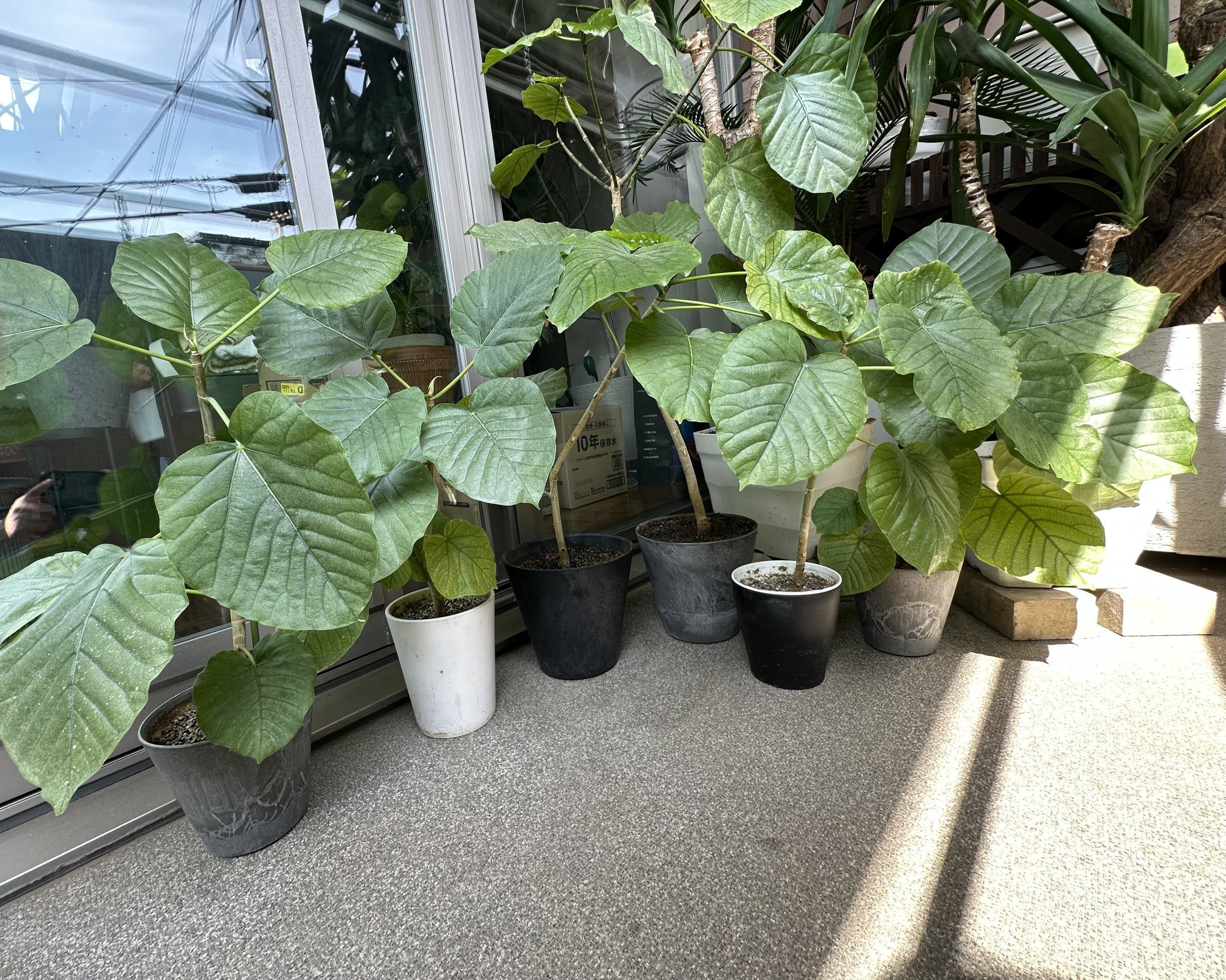 １；ウンベラータの魅力