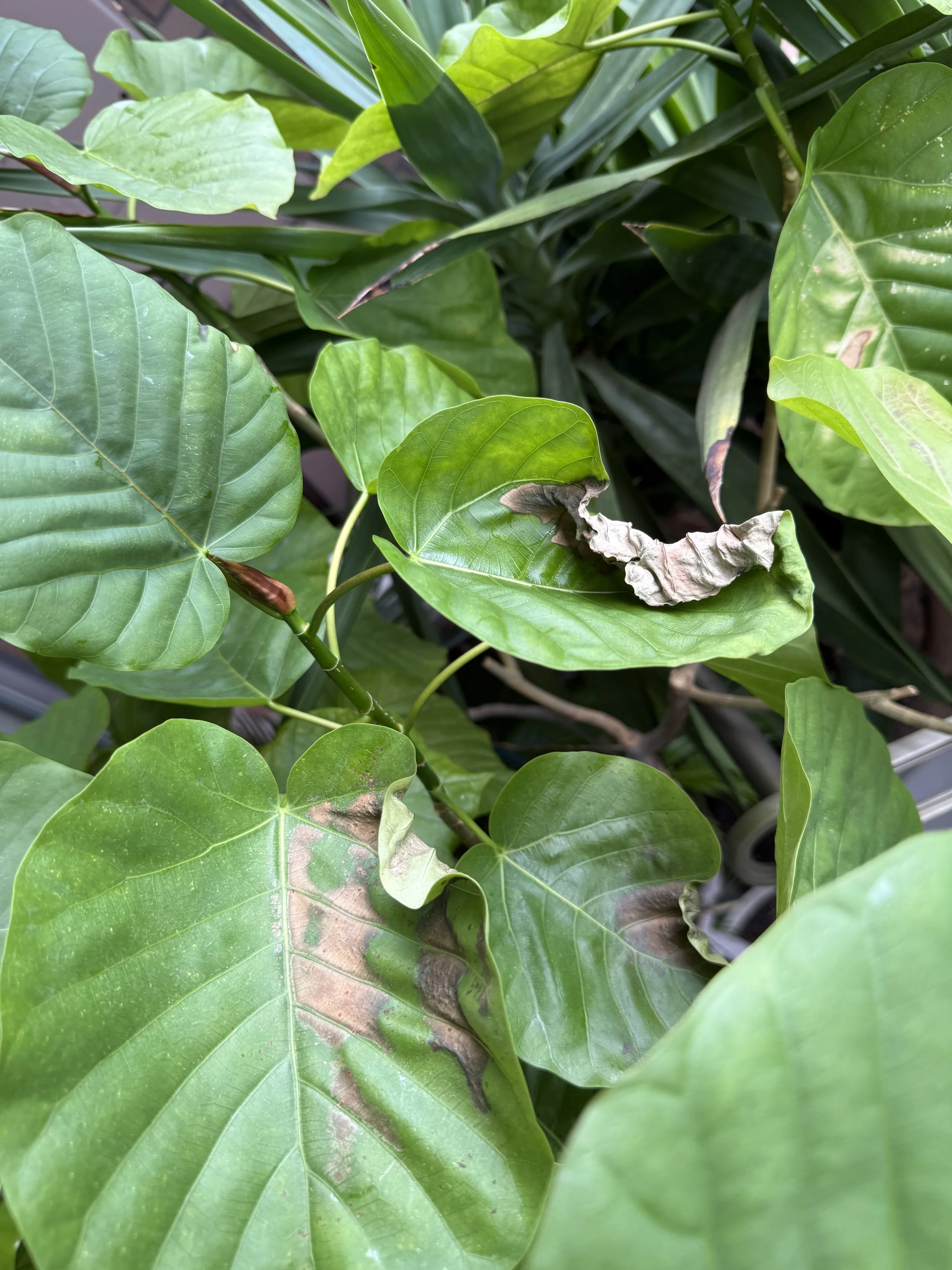 ２：ウンベラータの元気な育て方