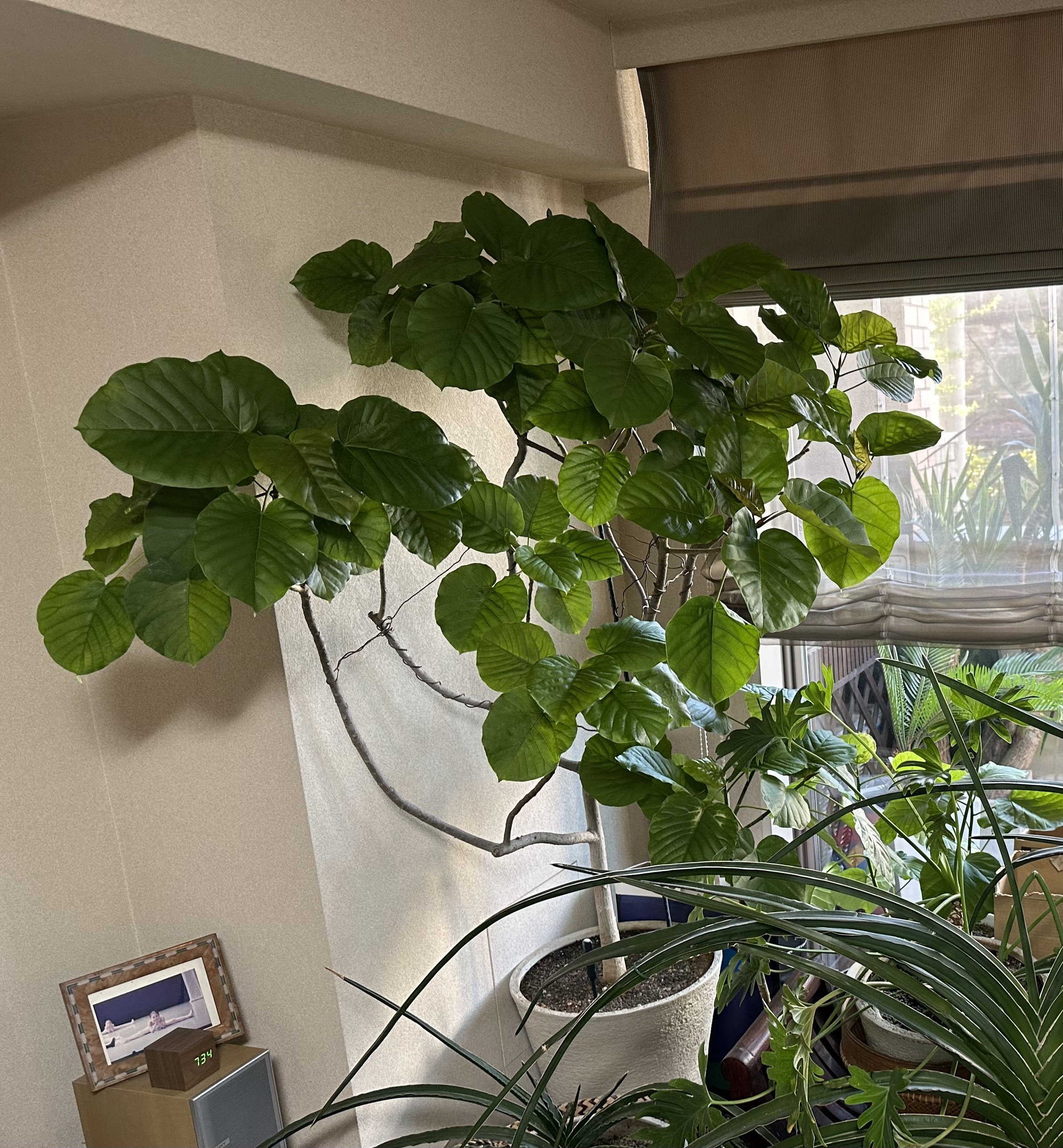 ウンベラータの育て方！　　　「夏は外 / 冬は家」等、　　　７つの法則を紹介 