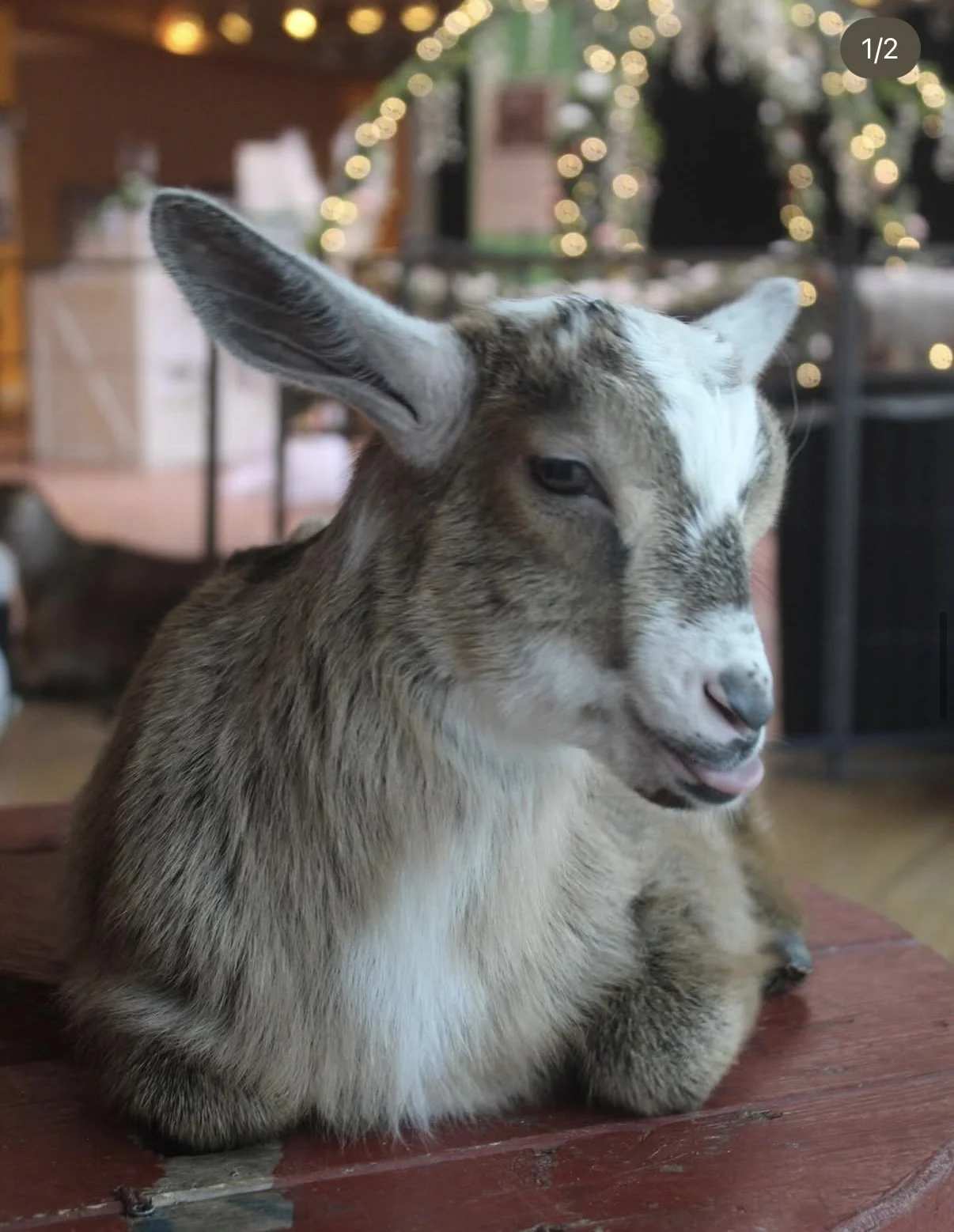 Goat Yoga & Bouquet Making Class