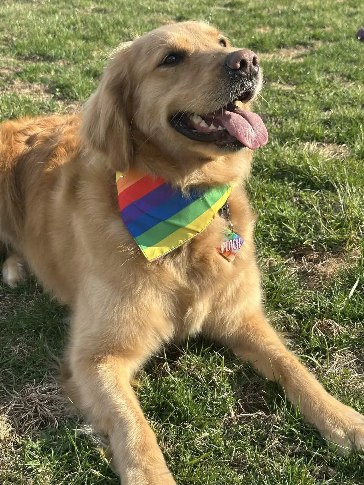 Golden retriever wearing a rainbow pride bandana, representing LGBTQIA-affirming therapy and support