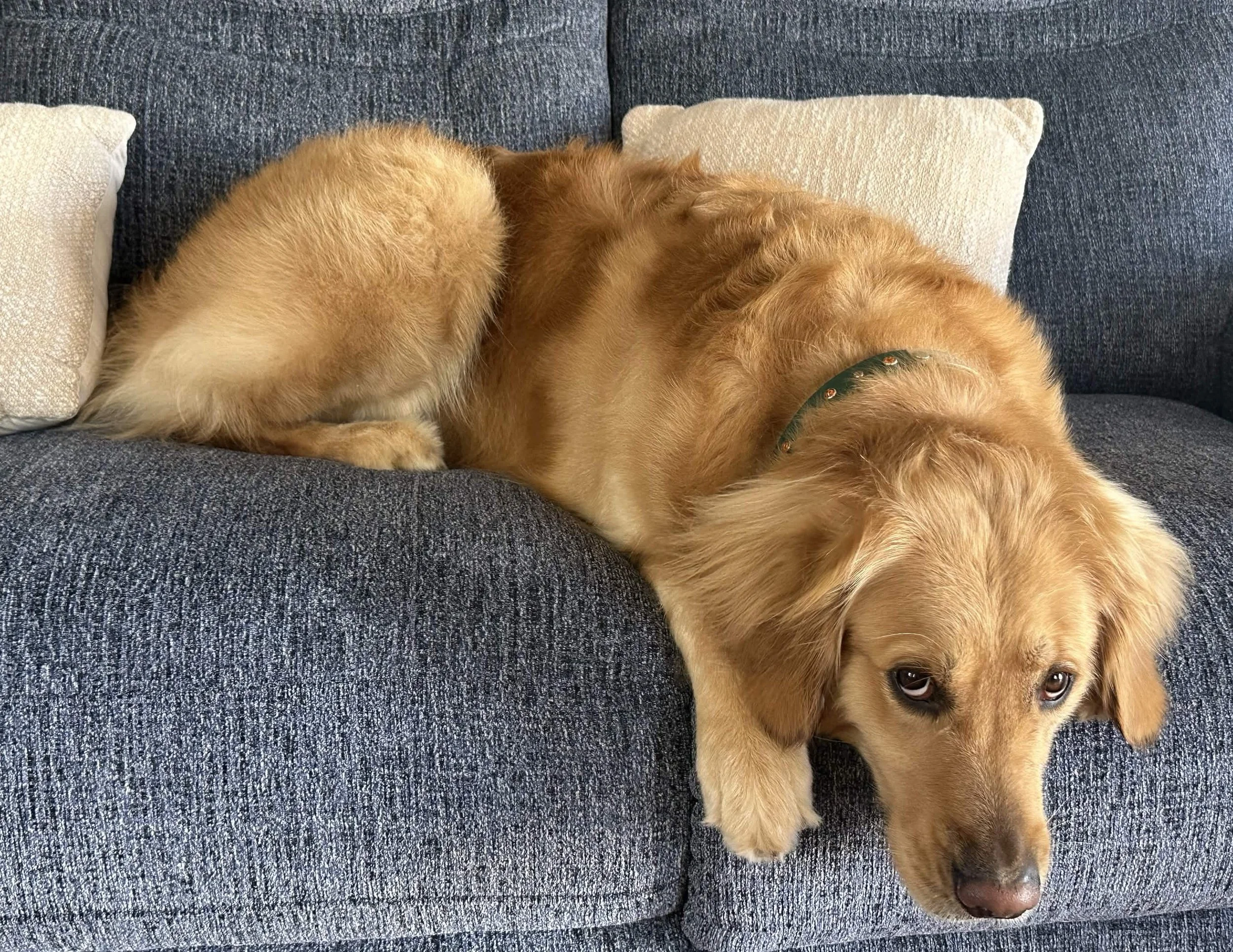 Gentle golden retriever looking up with a sad expression, symbolizing personal struggles and support in therapy