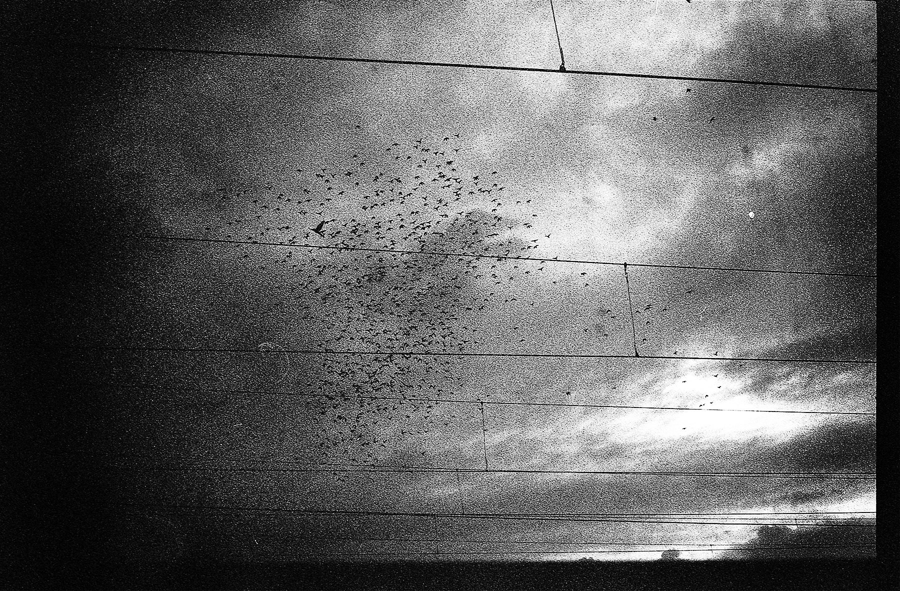 Black and white image of a flock of birds flying under cloudy sky, with power lines running horizontally across the image.