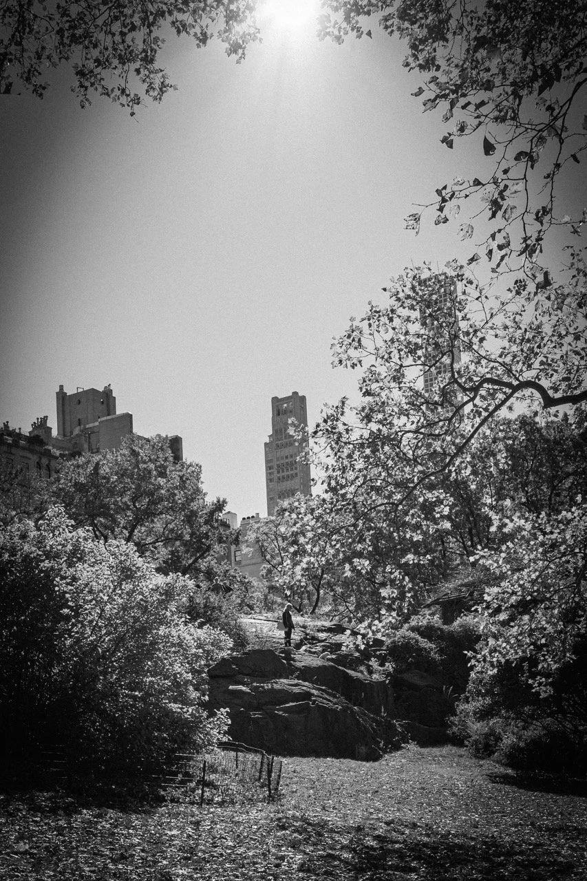Black and white photo of a person standing on rocks in a park with trees and city skyscrapers in the background.