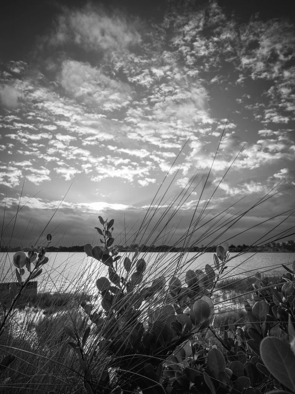 Black and white landscape photo of a lake with tall grasses and bushes in the foreground, and clouds in the sky above.