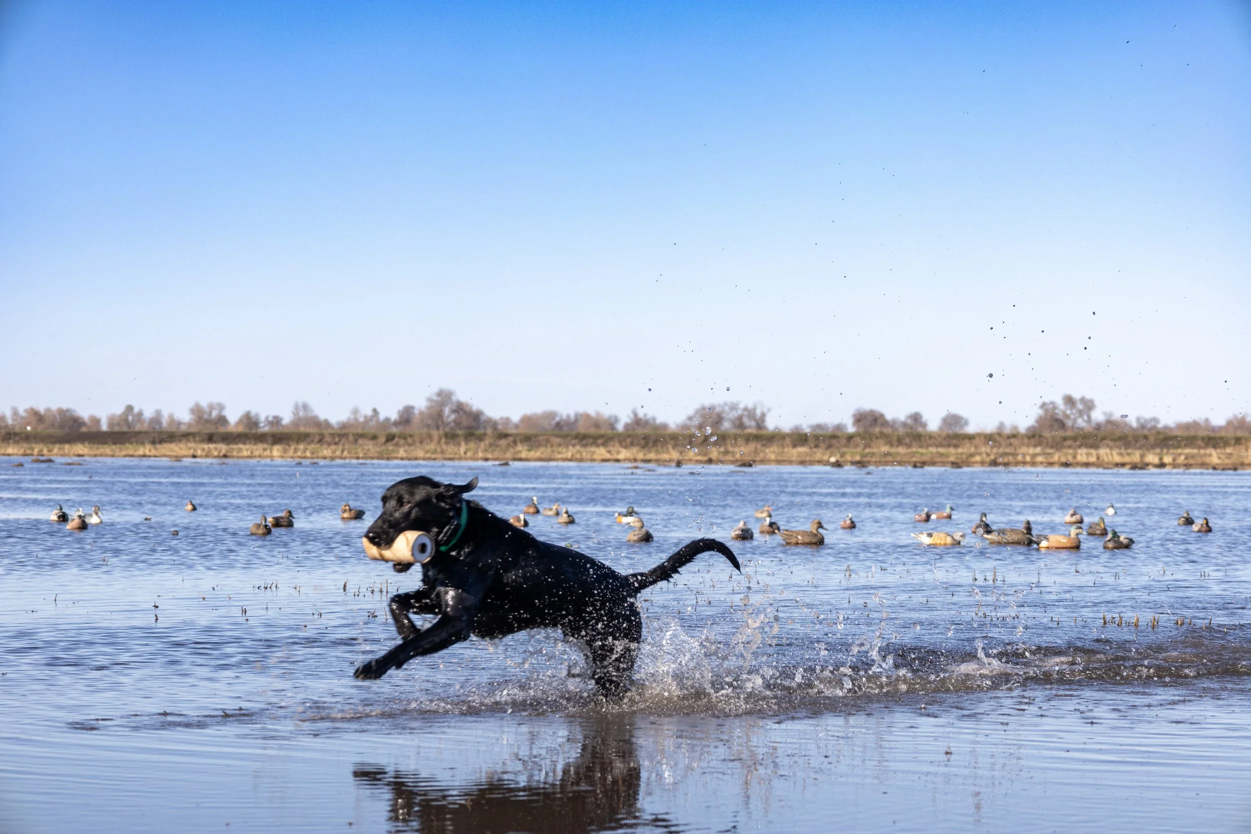 Goose fetching in water