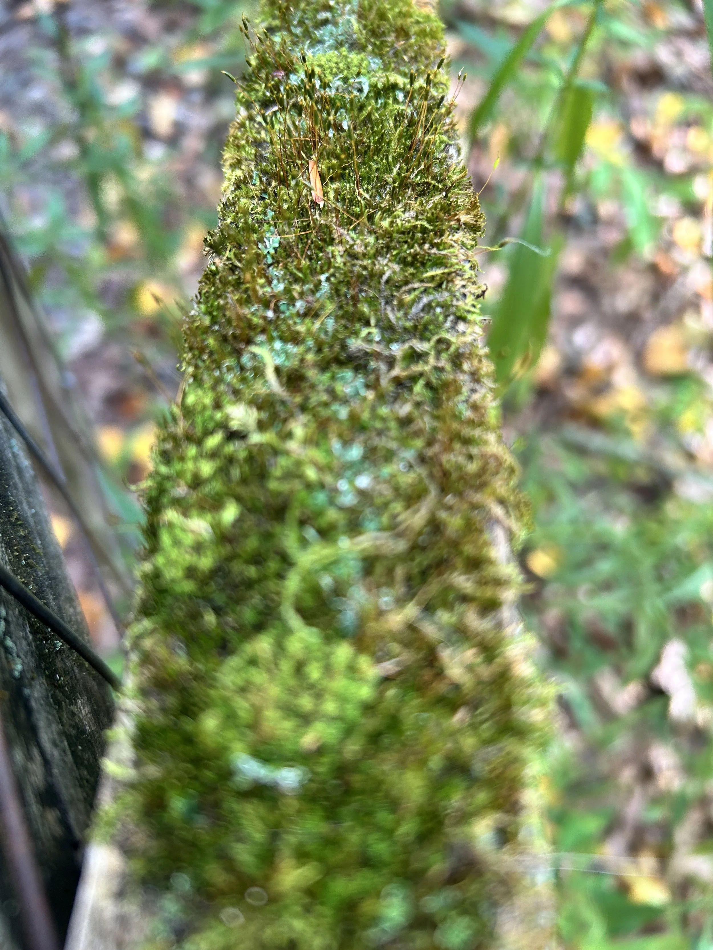 IMG_5703.jpeg