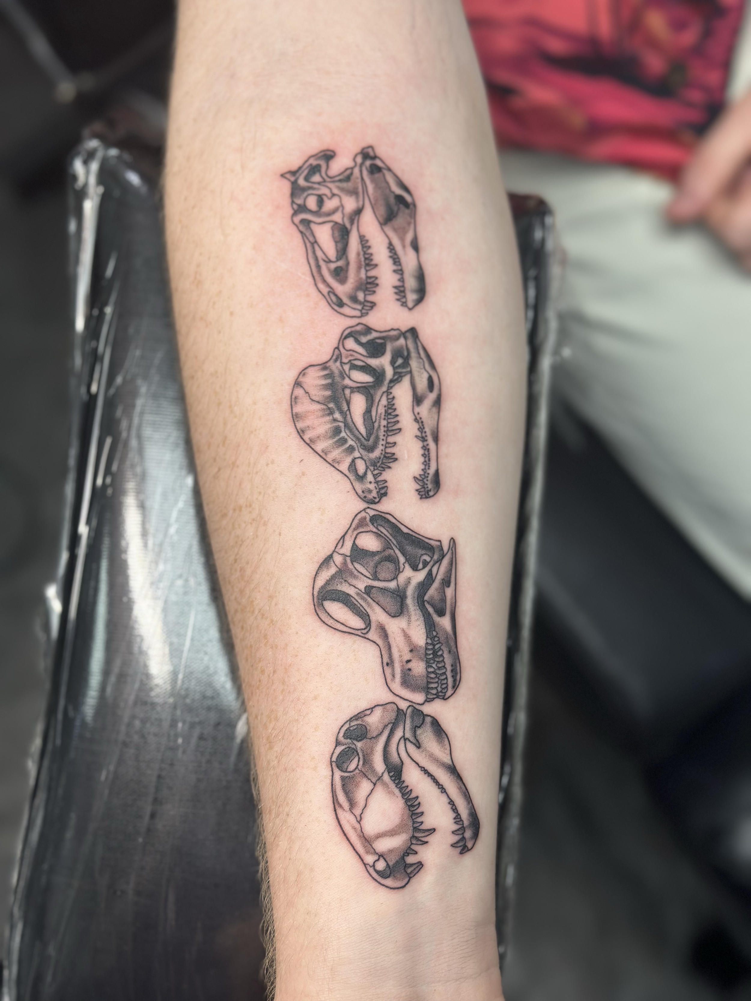 Tattoo of four different dinosaur skulls on a person's forearm.
