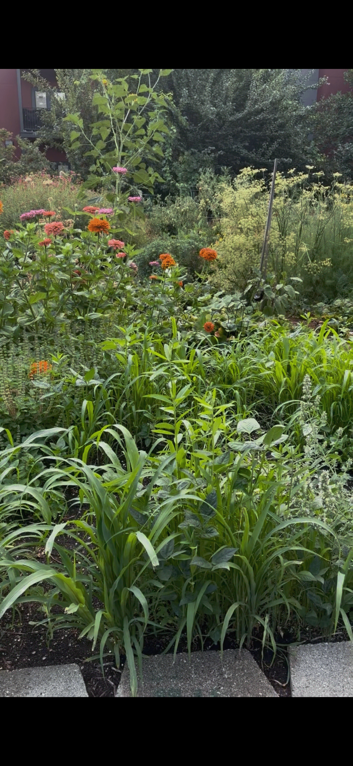my garden 2.png
