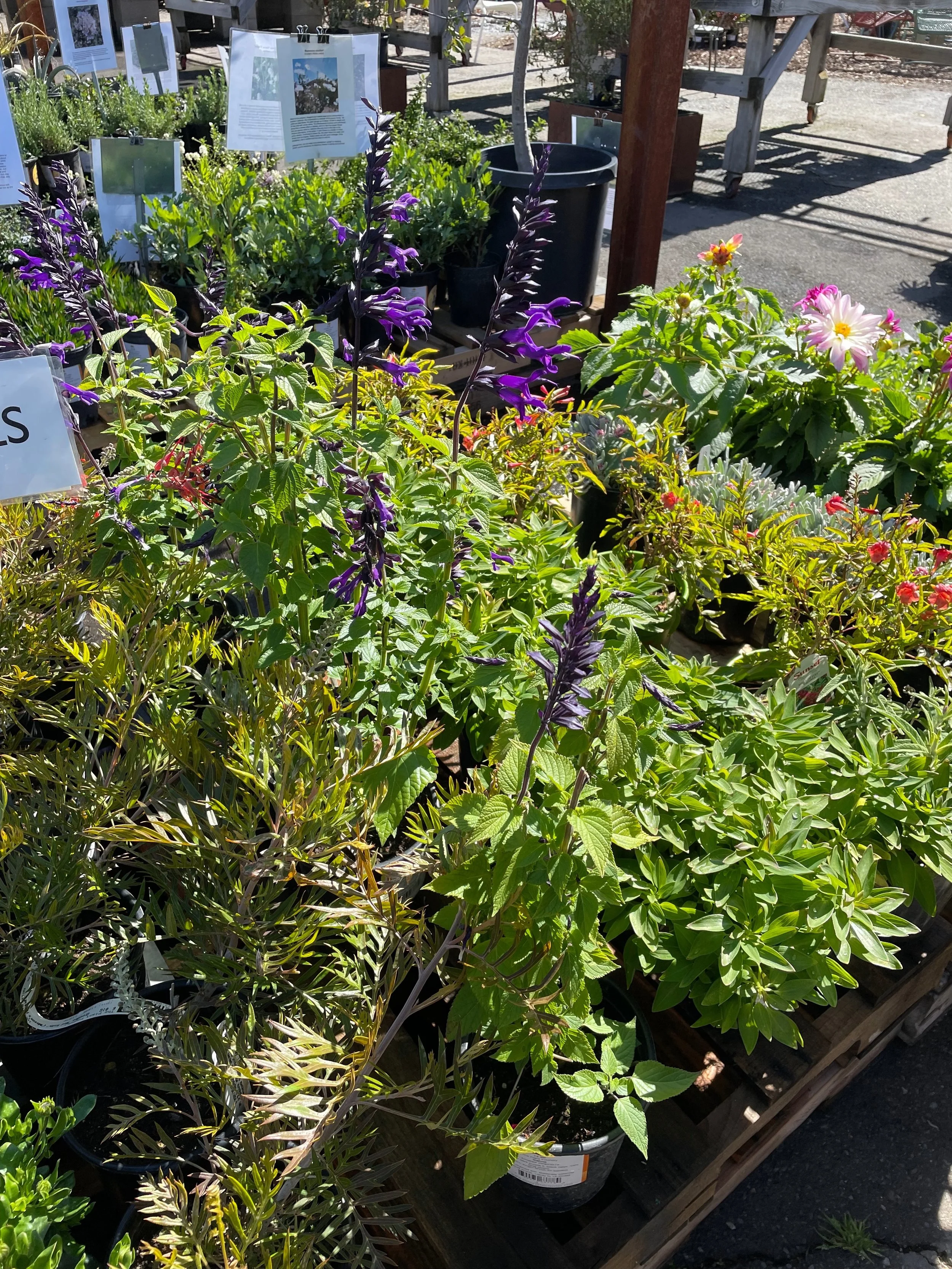 native nursery 2.jpg