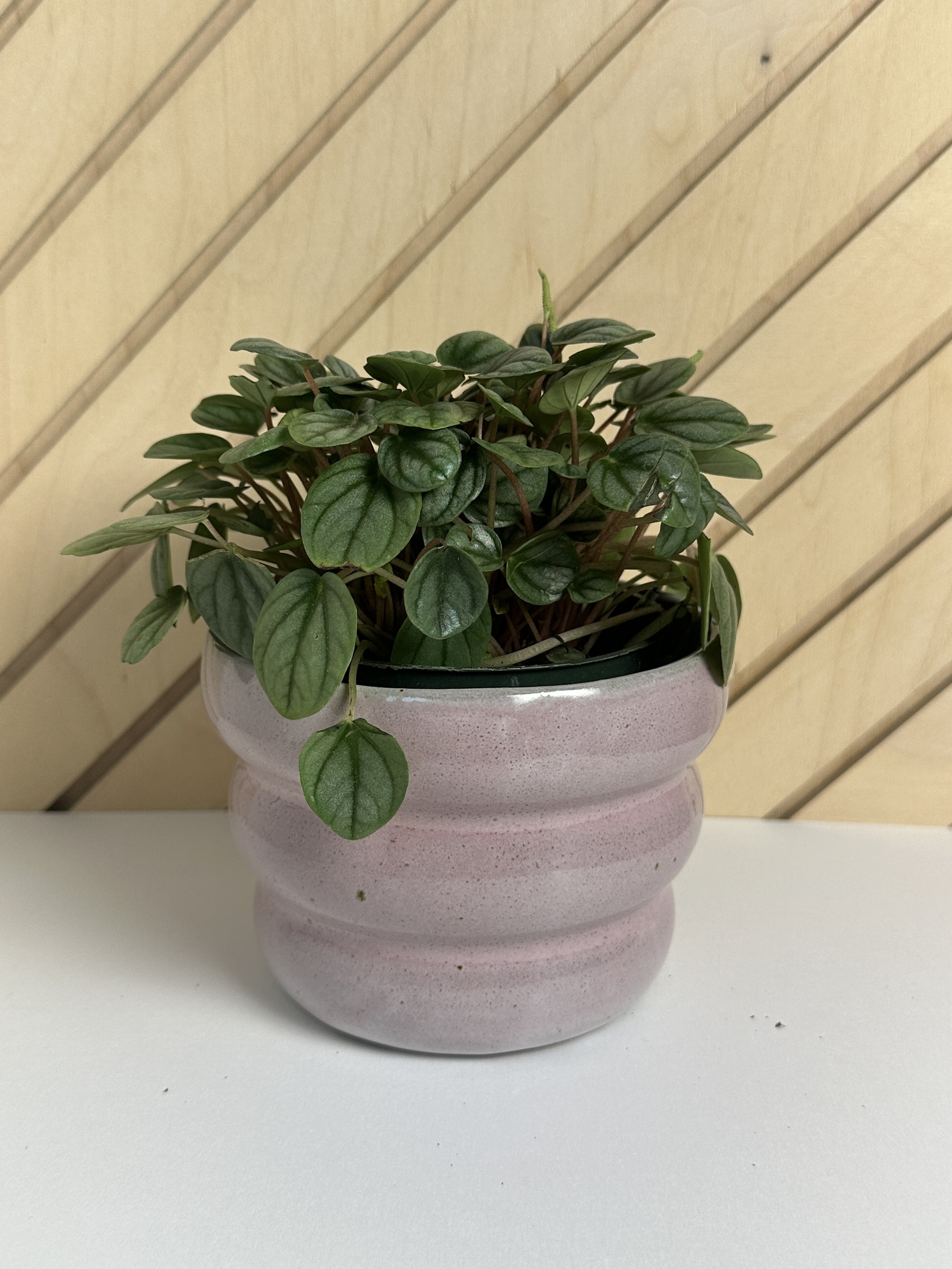 A potted green leafy plant on a white surface with a wooden wall background.
